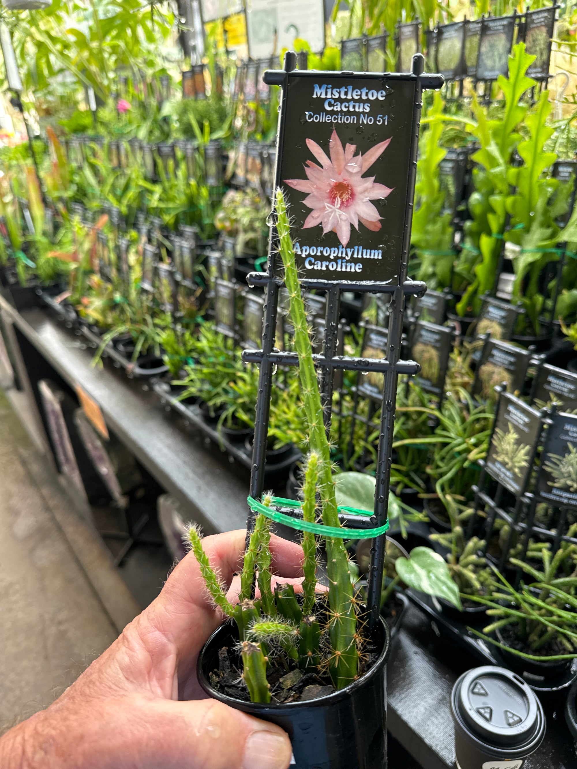 Aporophyllum 'Caroline' - Mistletoe Cactus