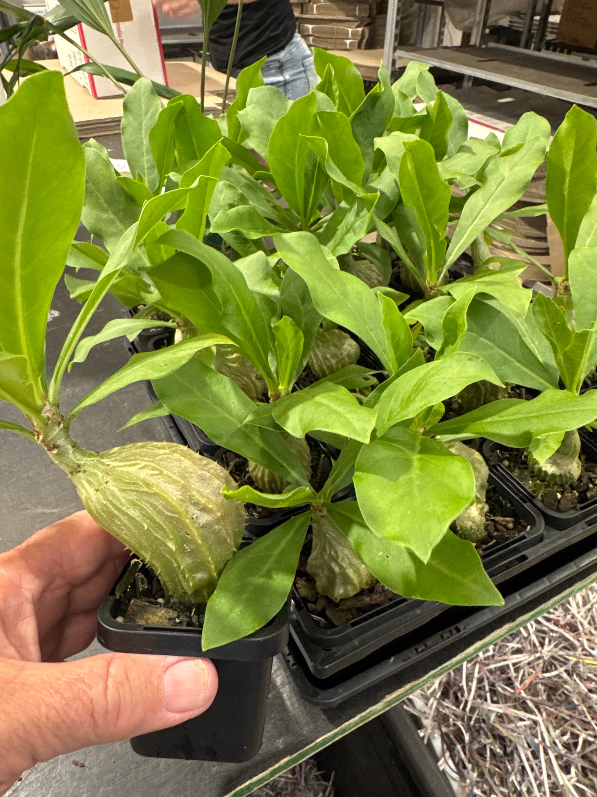Myrmecodia tuberosa - Ant Plant