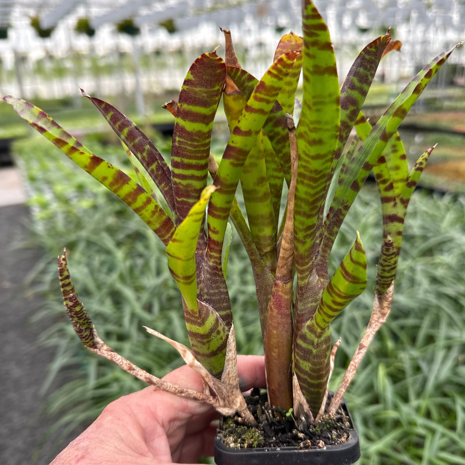 Compact Neoregelia with green leaves and horizontal red stripes.