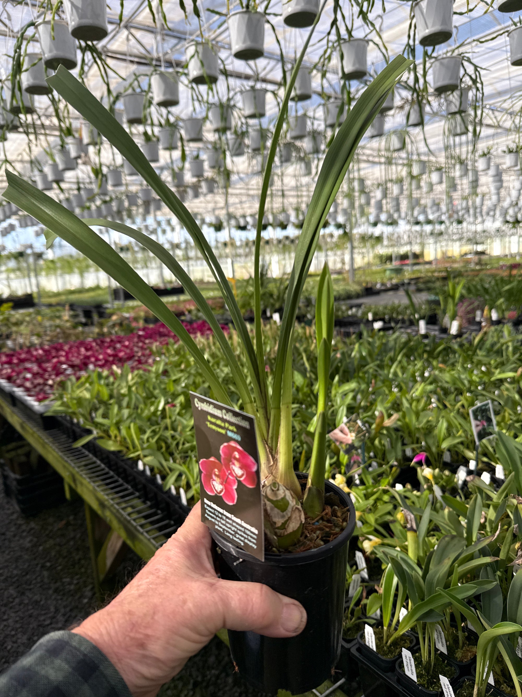 Cymbidium Kuralta Park 'Tennyson'