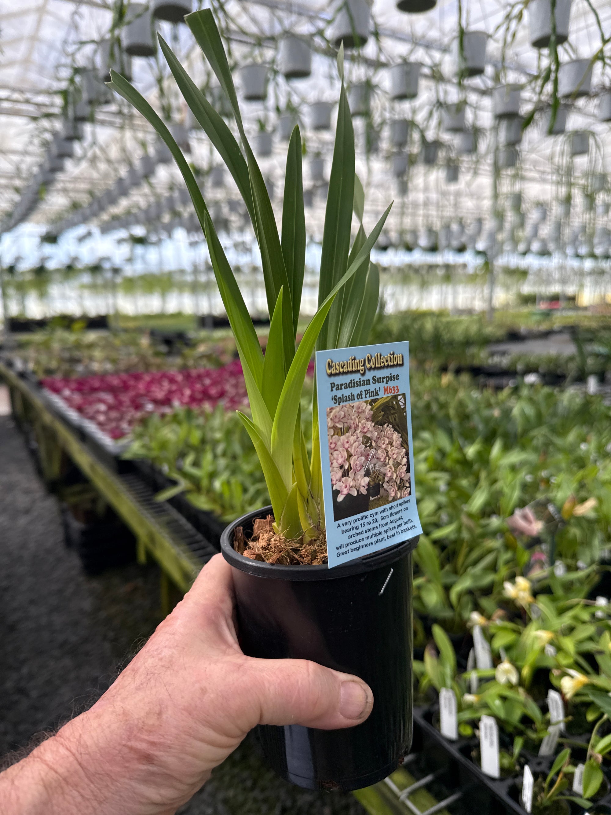 Cymbidium Paradisian Surprise 'Splash of Pink' 2 only