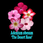Adenium obesum - Desert Rose