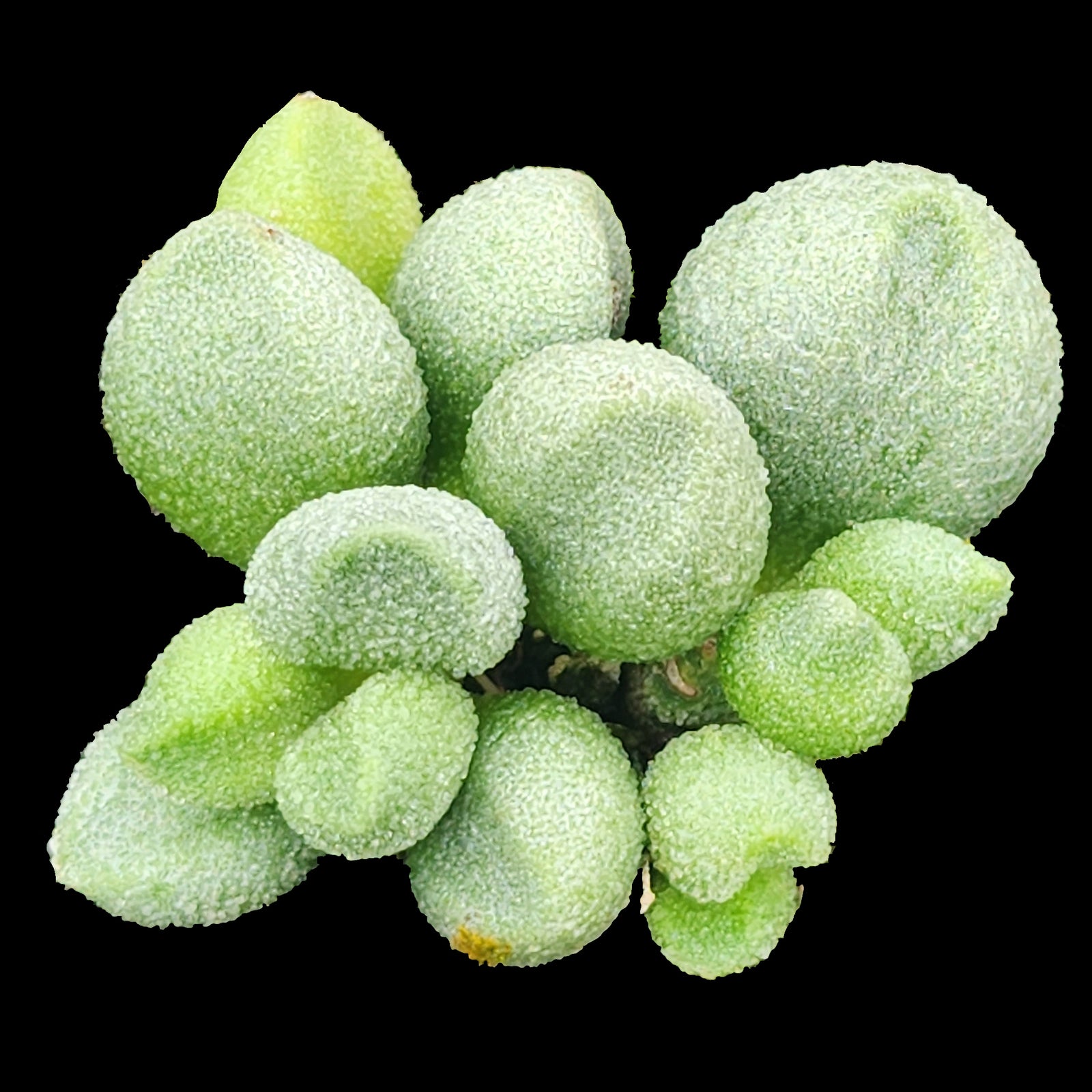 Adromischus marianae f. Alveolatus