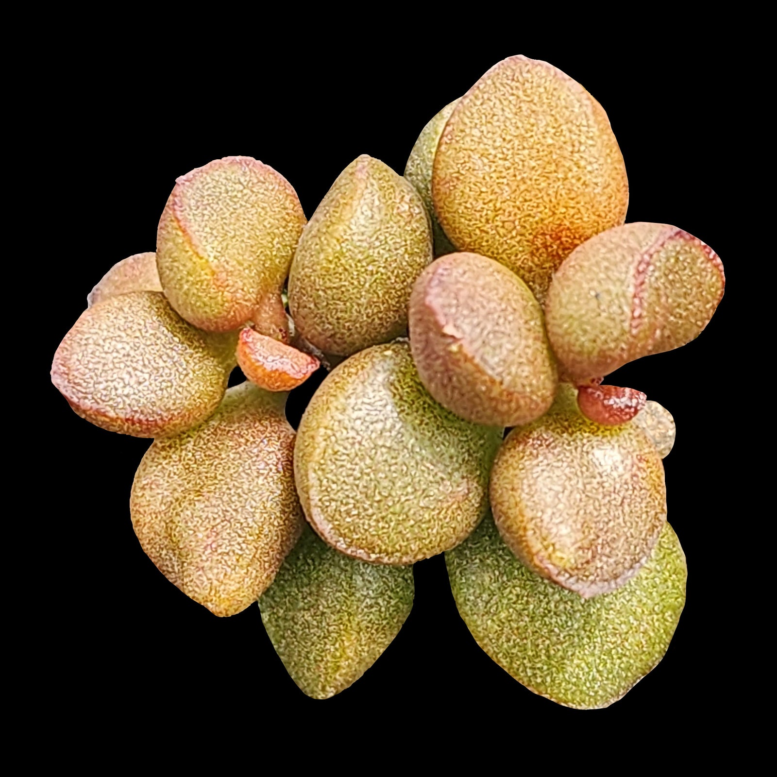 Adromischus marianiae 'Little Spheroid'