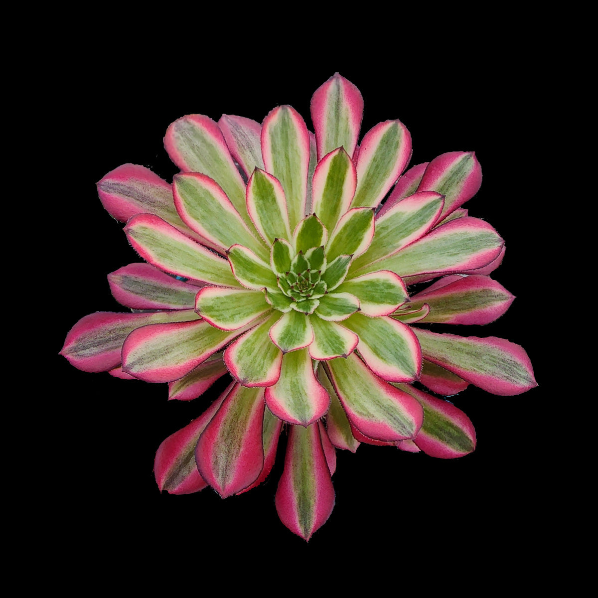 Aeonium arboreum 'Bronze Teacup'