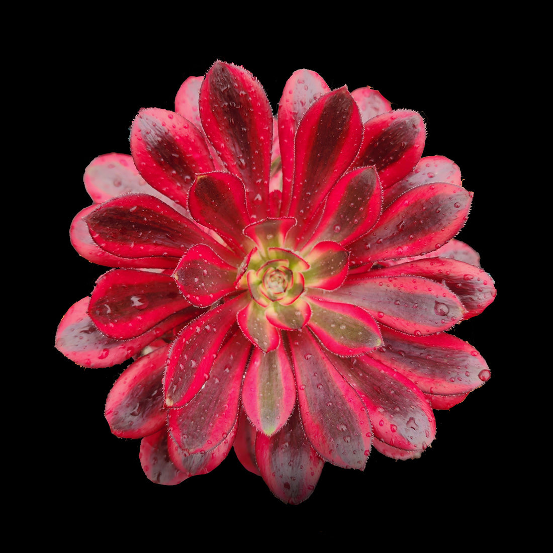 Aeonium Cornish Rose panaché - La pépinière de l'île de Bréhat Aeonium Cornish Rose panaché - La pépinière de l'île de Bréhat