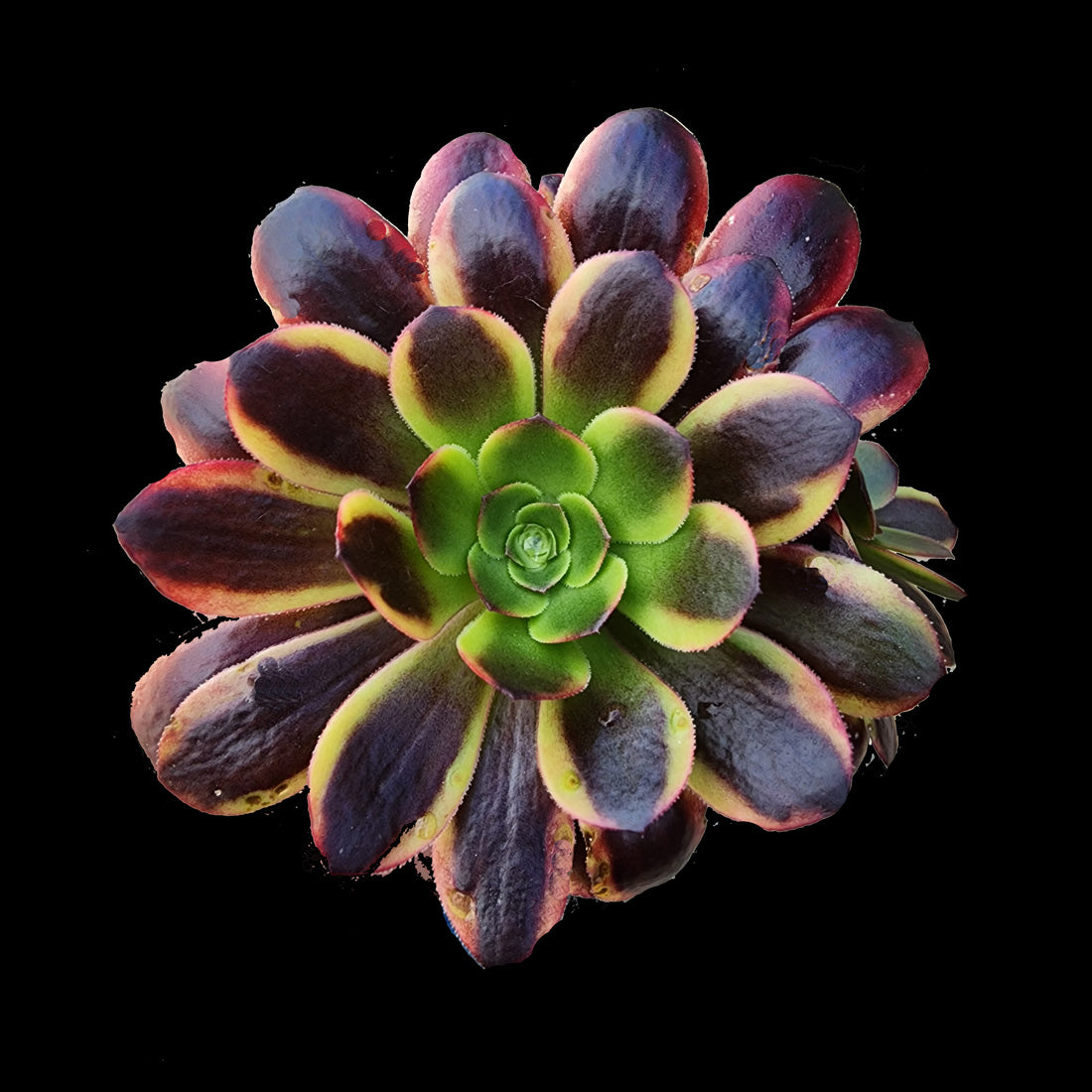 Aeonium arboreum 'Kilimanjaro'