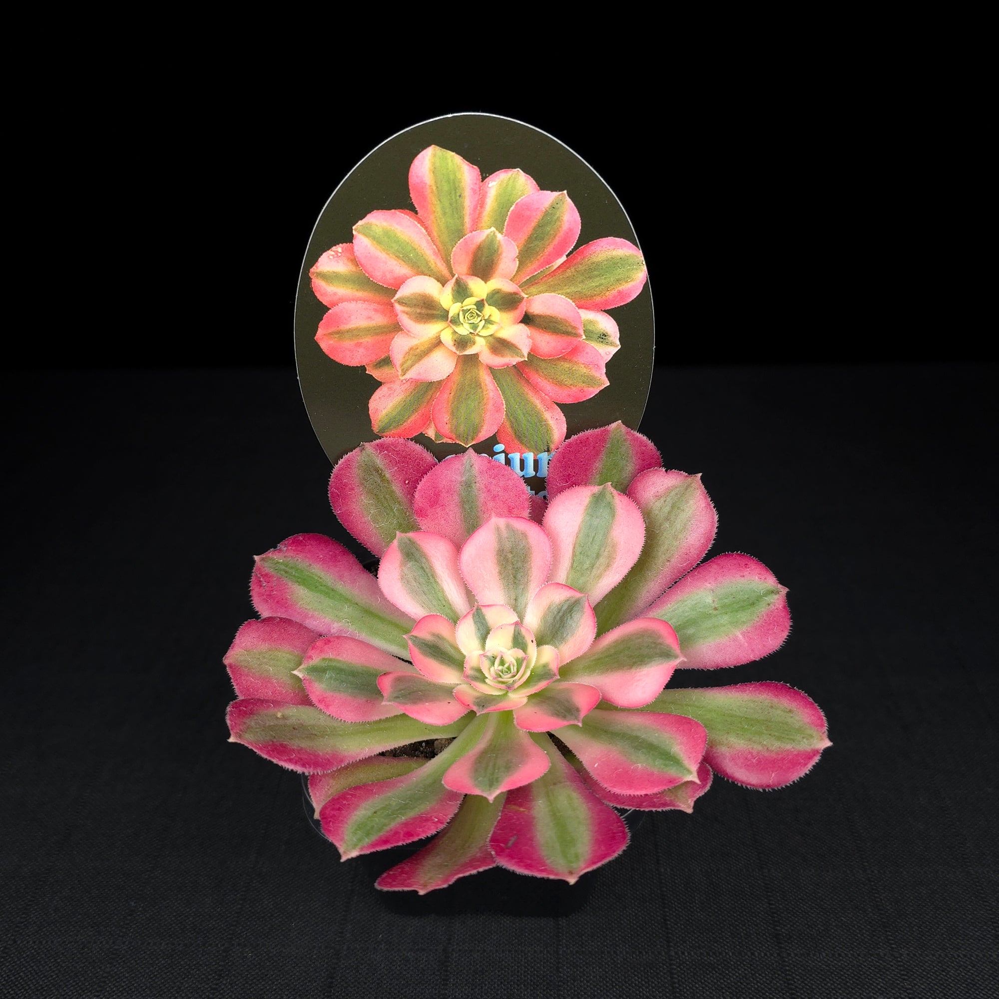 Aeonium arboreum 'Pink Witch'