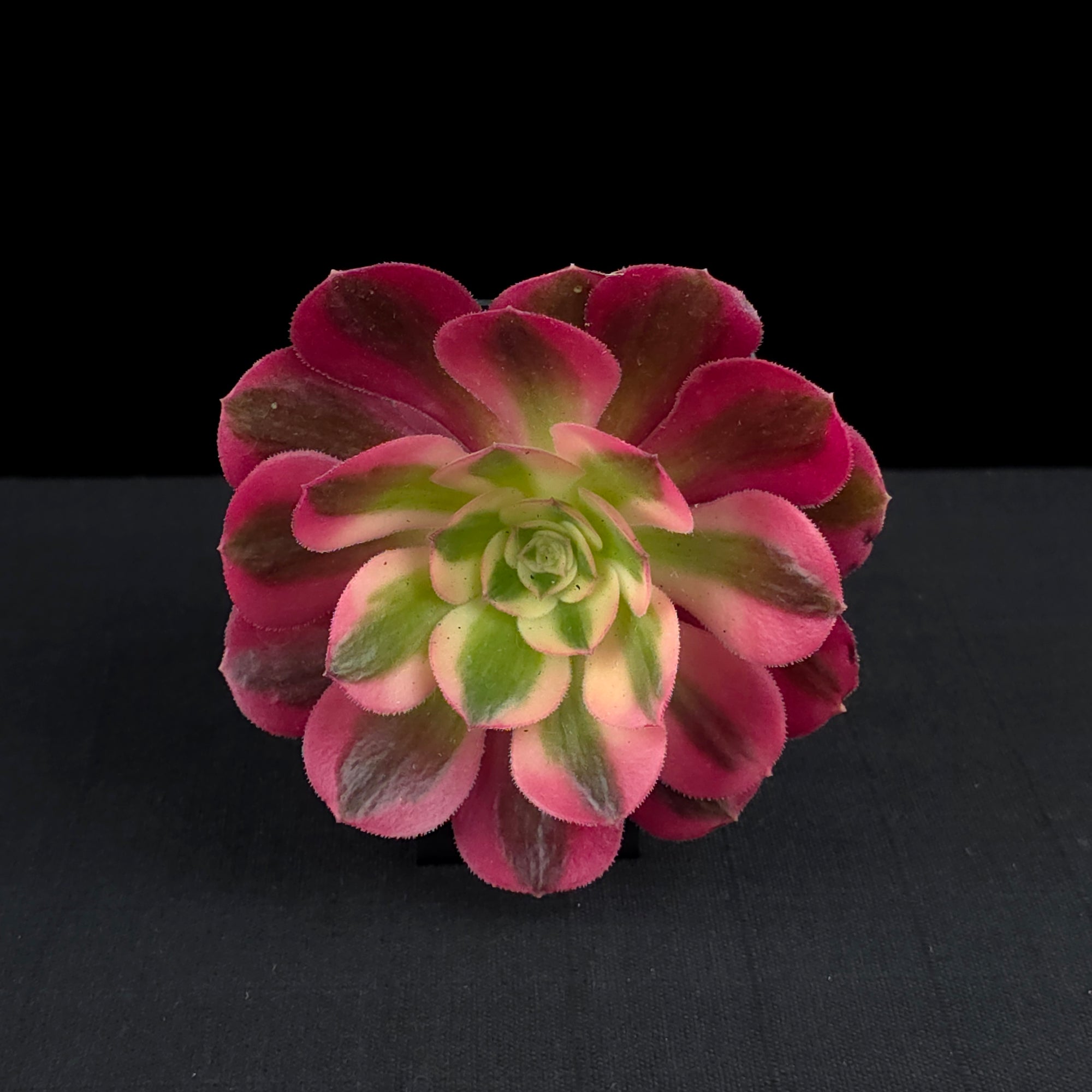 Aeonium arboreum 'Pink Witch'