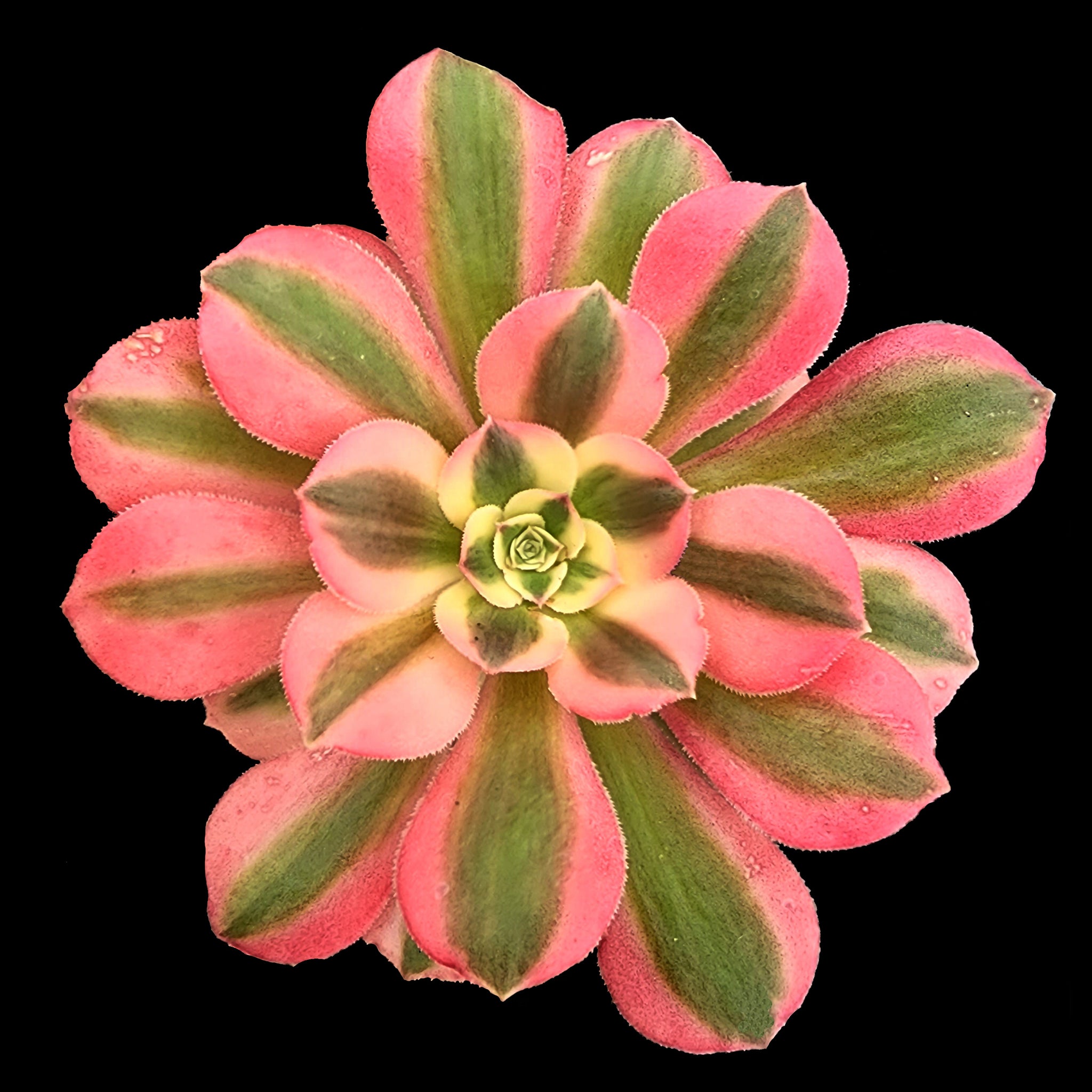 Aeonium arboreum 'Pink Witch'