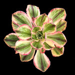 Aeonium arboreum 'Red Fuji'