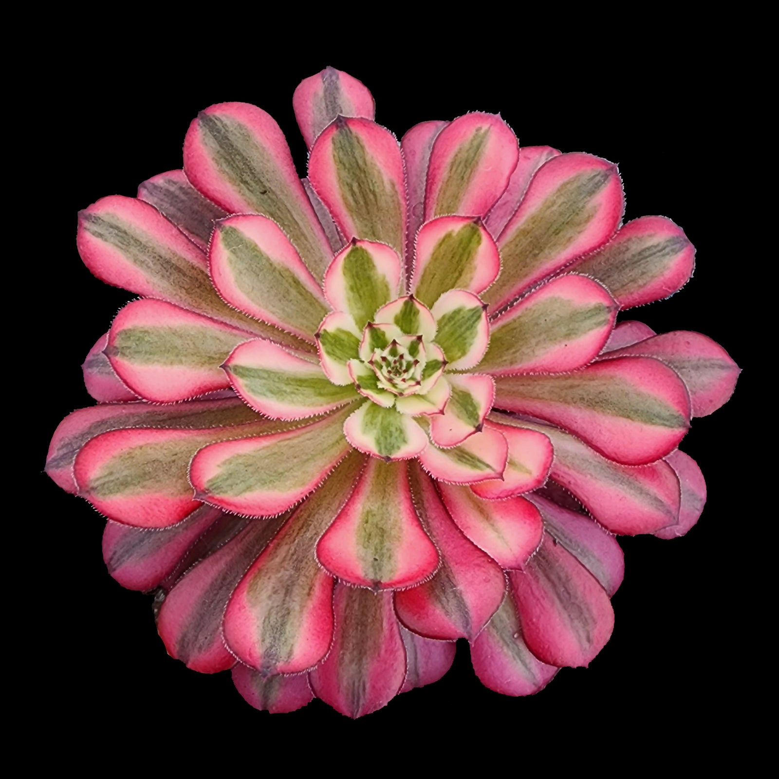 Aeonium arboreum 'Red Sunny'
