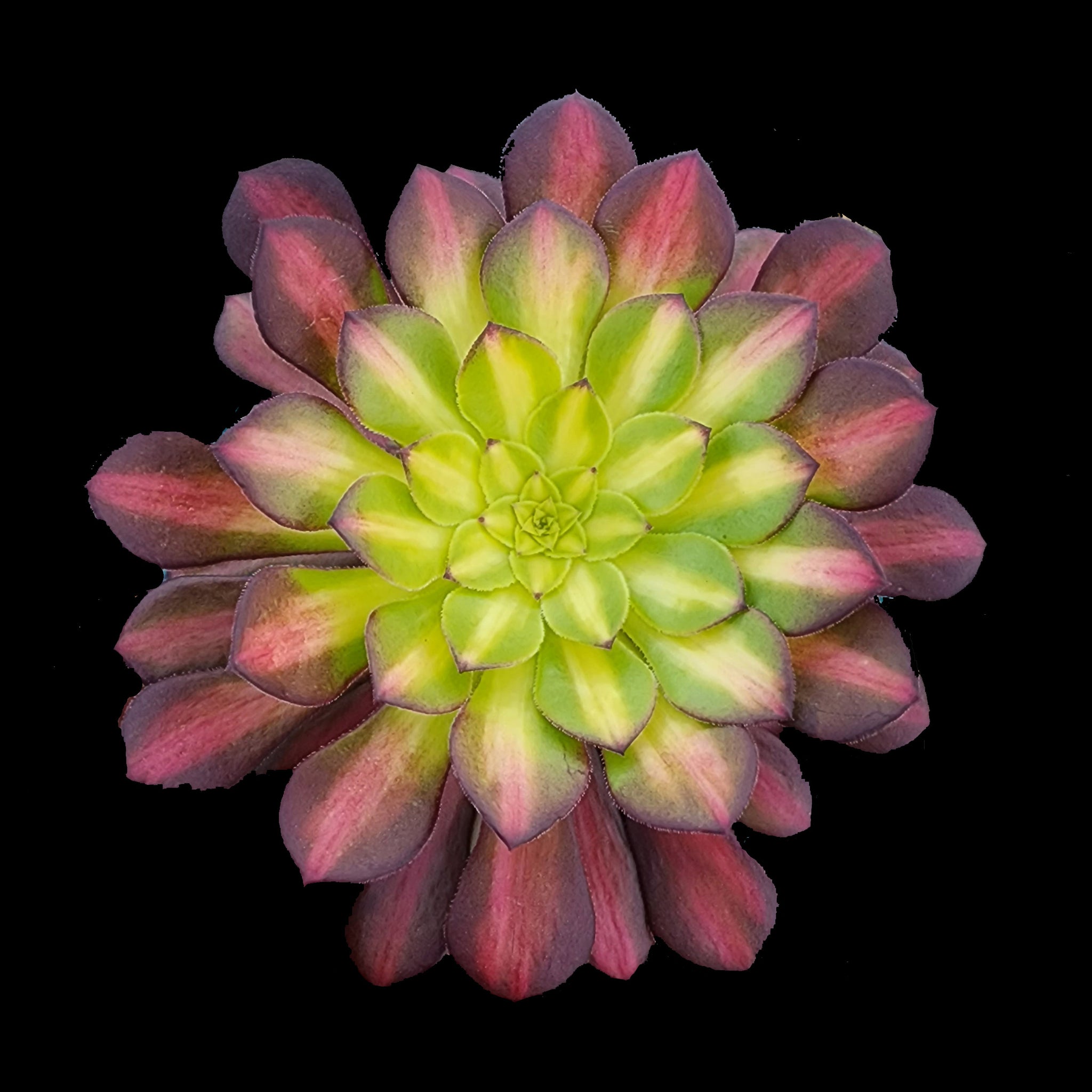 Aeonium arboreum 'Picasso'