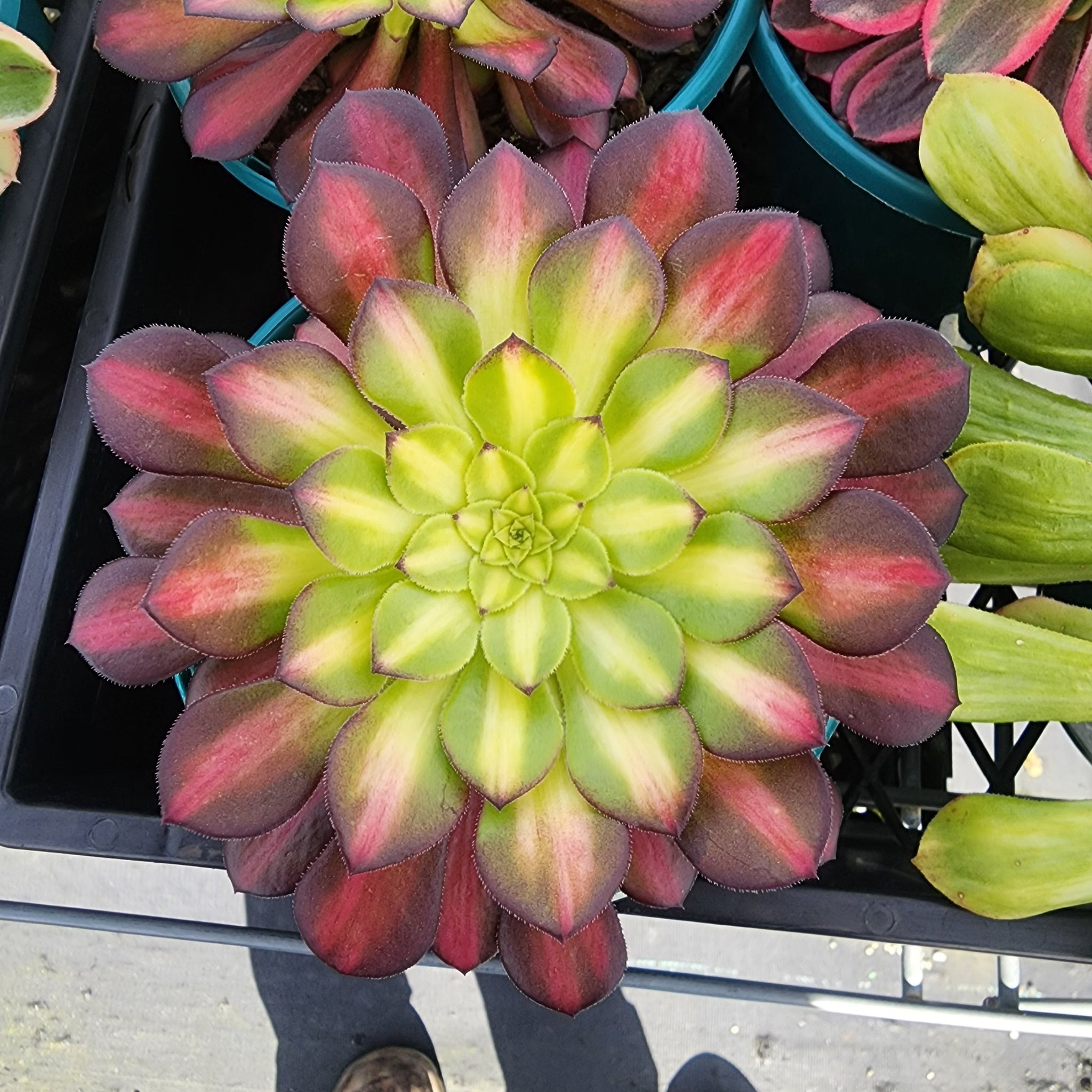 Aeonium arboreum 'Picasso'