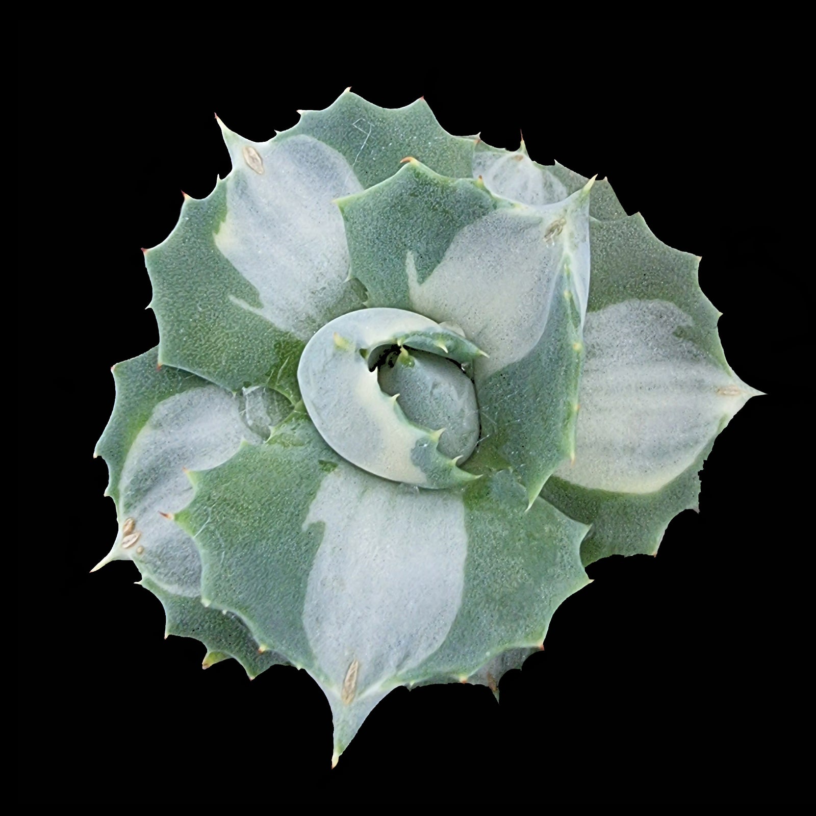 Agave isthmensis 'Ohi Raijin'