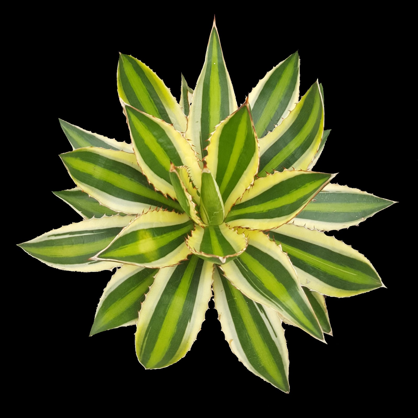Agave lophantha (Syn. univittata) 'Quadricolour'