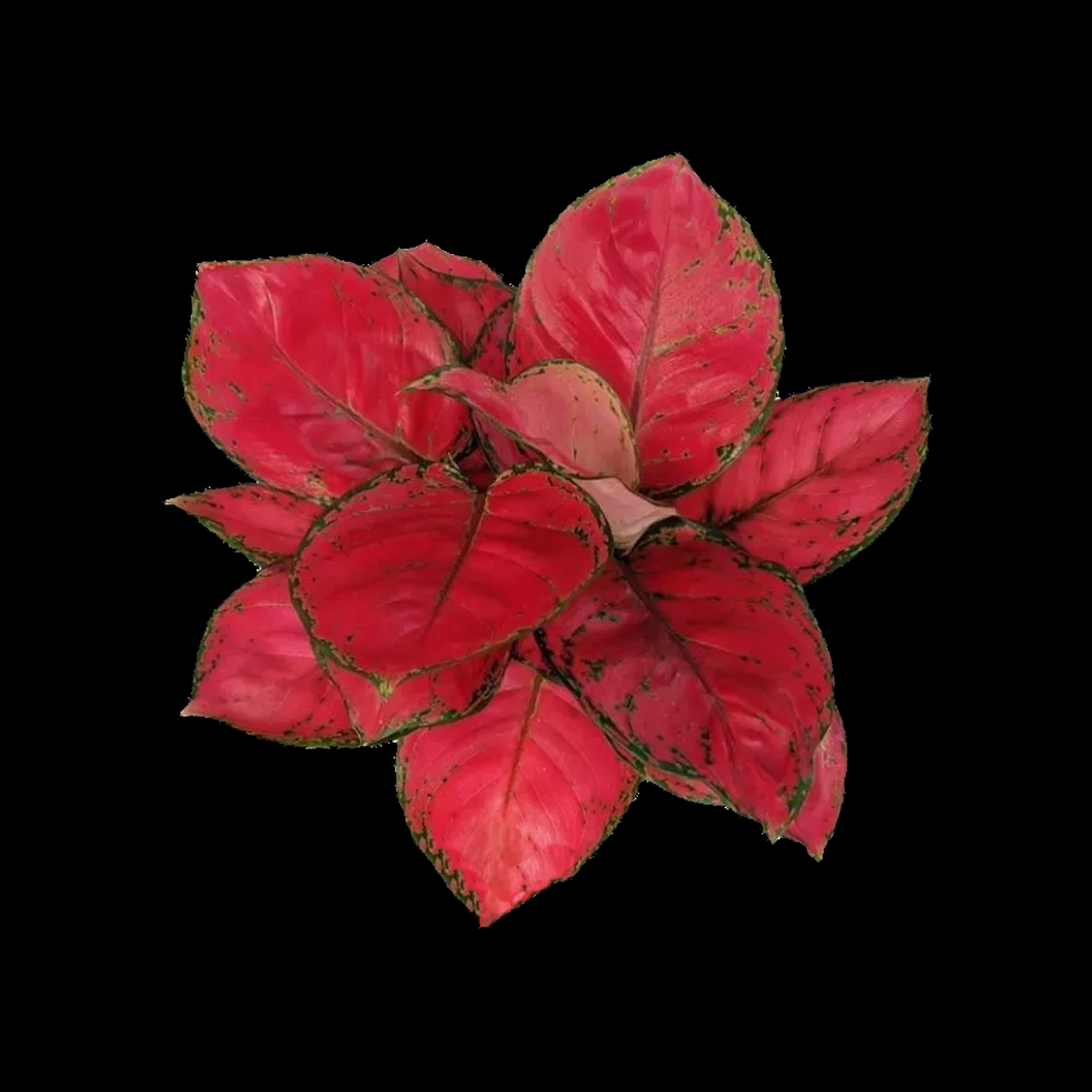 red anjamani aglaonema Aglaonema 'Beauty' – Collectors Online
