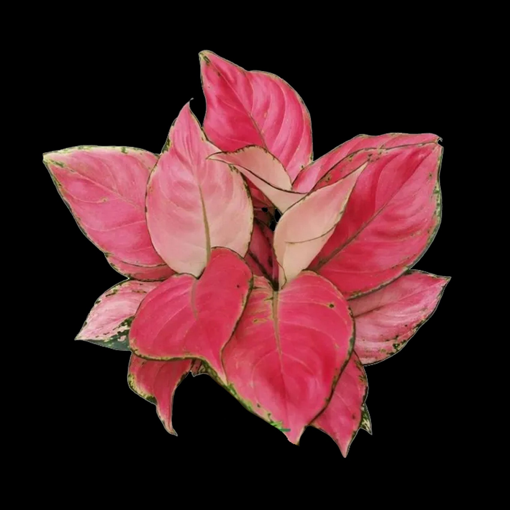 Aglaonema 'Auspicious Red' – Collectors Online