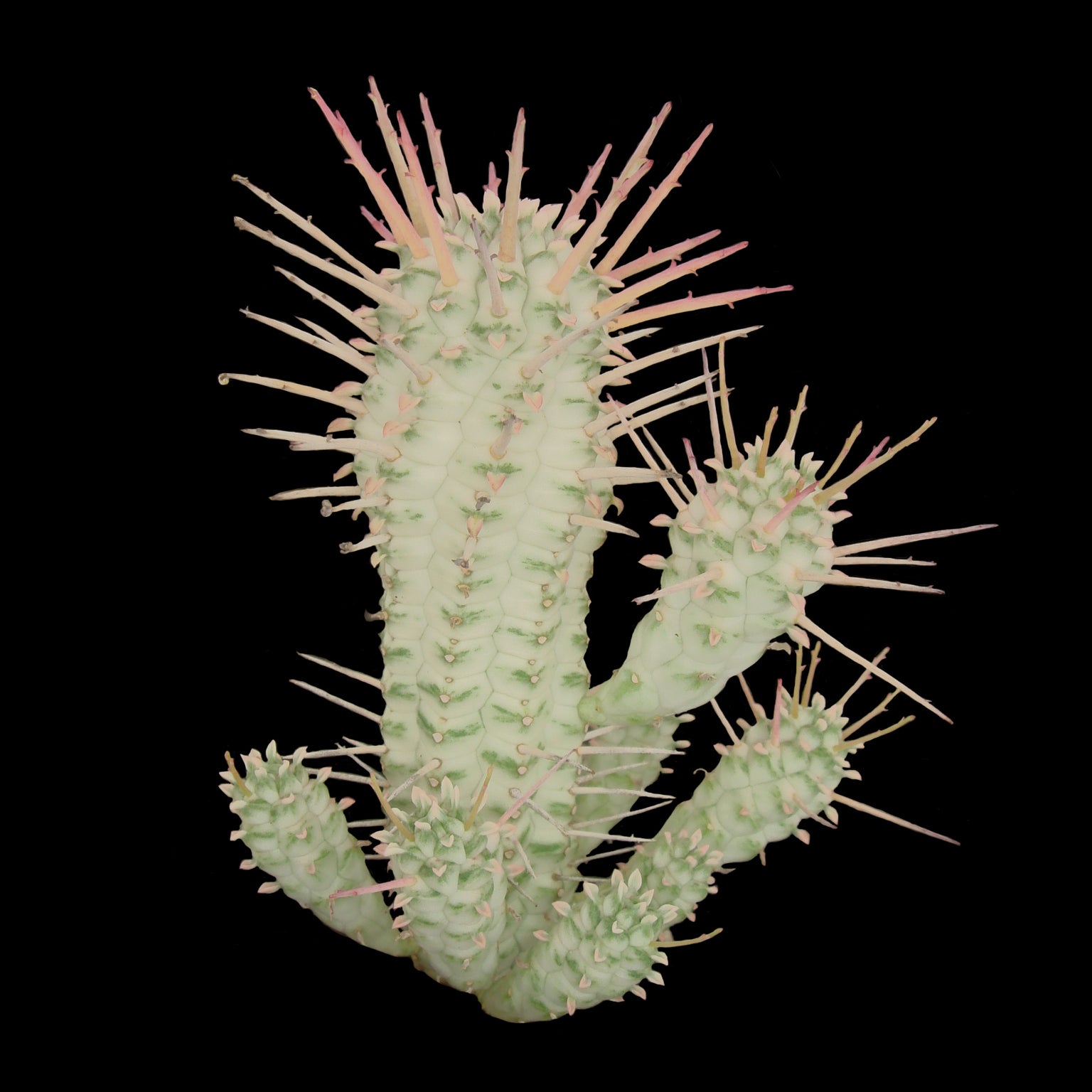 Euphorbia mammillaris 'Corn Cob' (WA Prohibited)