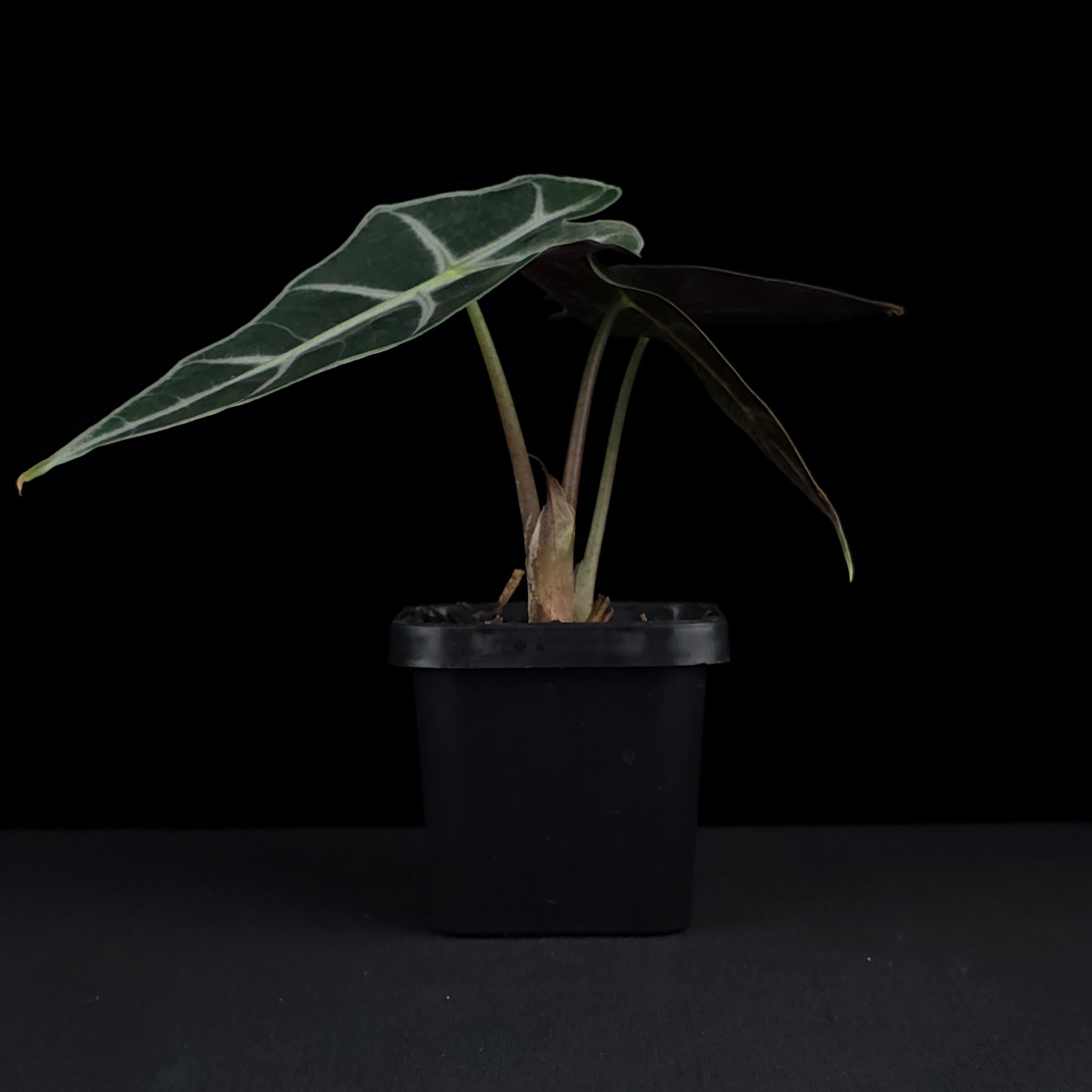 Alocasia 'Amazonica Dwarf' (WA Prohibited)