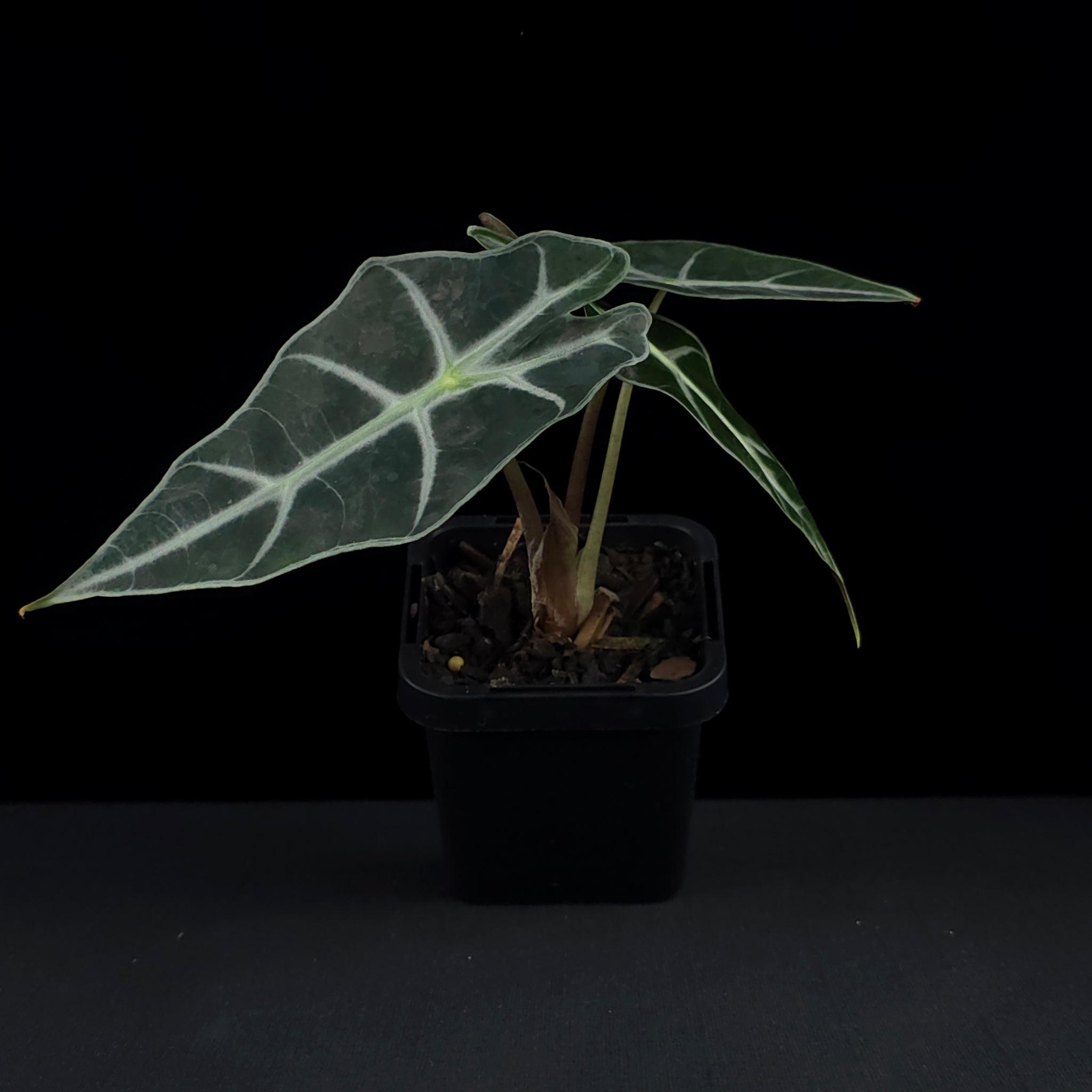 Alocasia 'Amazonica Dwarf' (WA Prohibited)