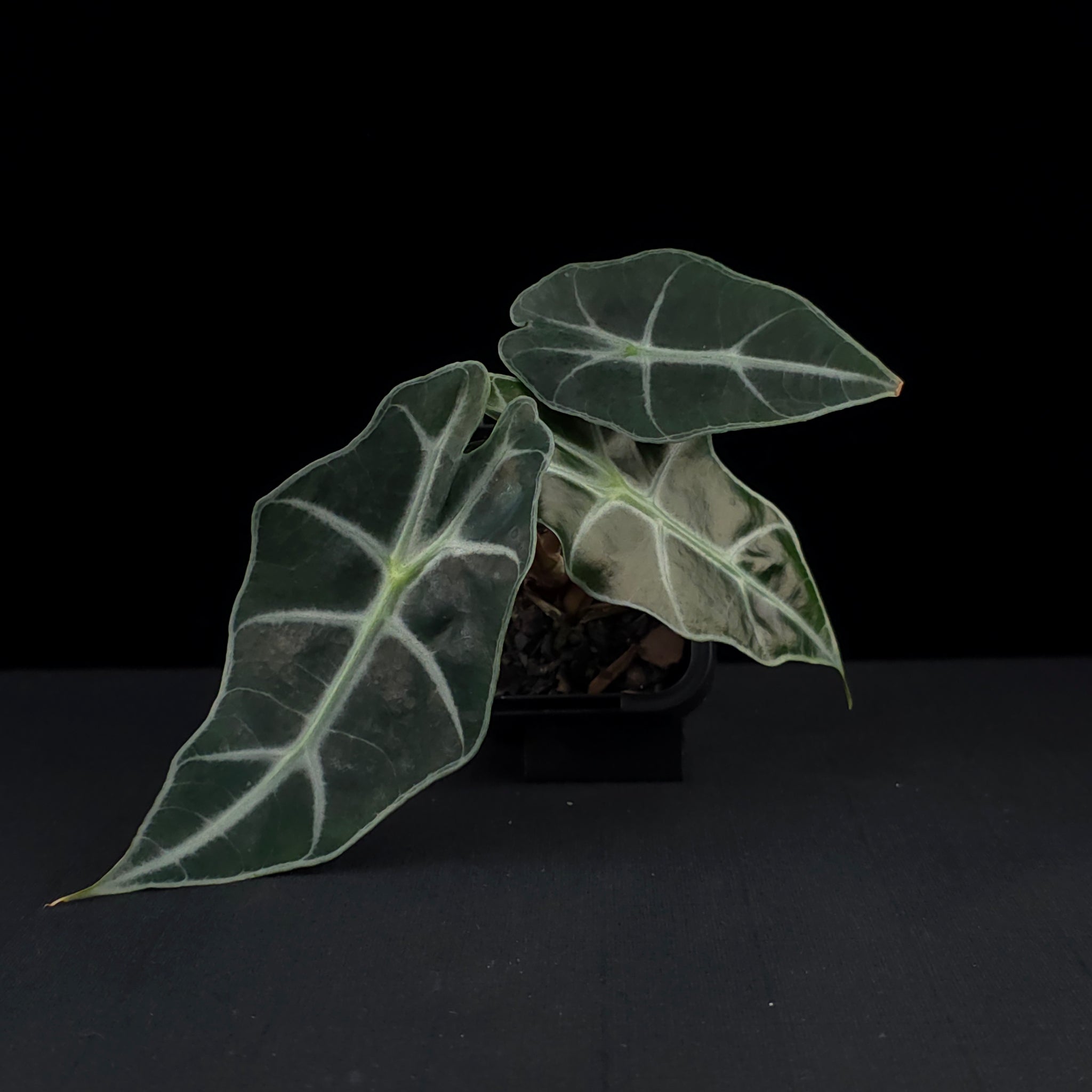 Alocasia 'Amazonica Dwarf' (WA Prohibited)