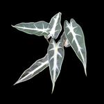 Alocasia 'Amazonica Bambino' (WA Prohibited)