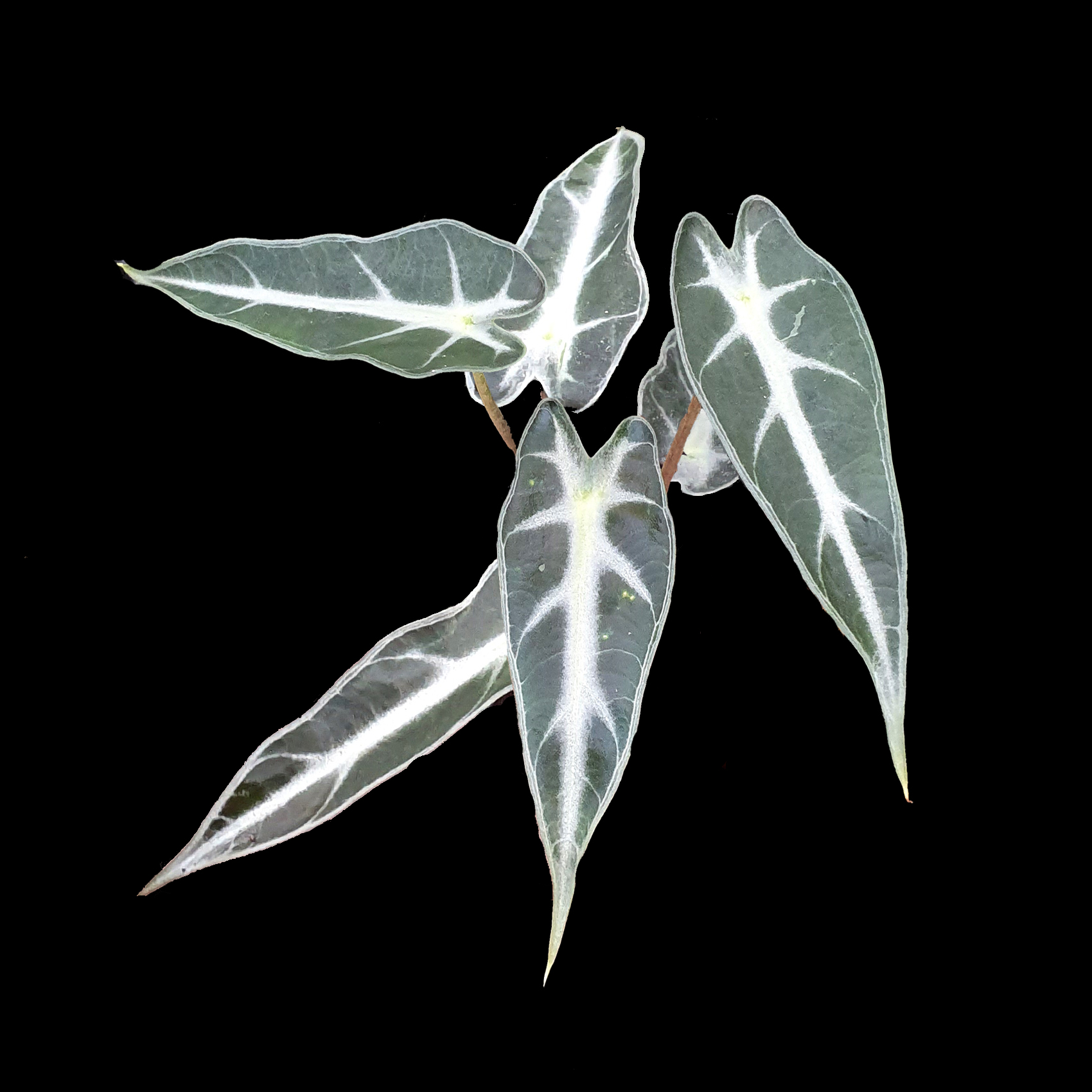 Alocasia 'Amazonica Bambino' (WA Prohibited)