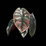 Alocasia cuprea 'Red Secret' (WA Prohibited)