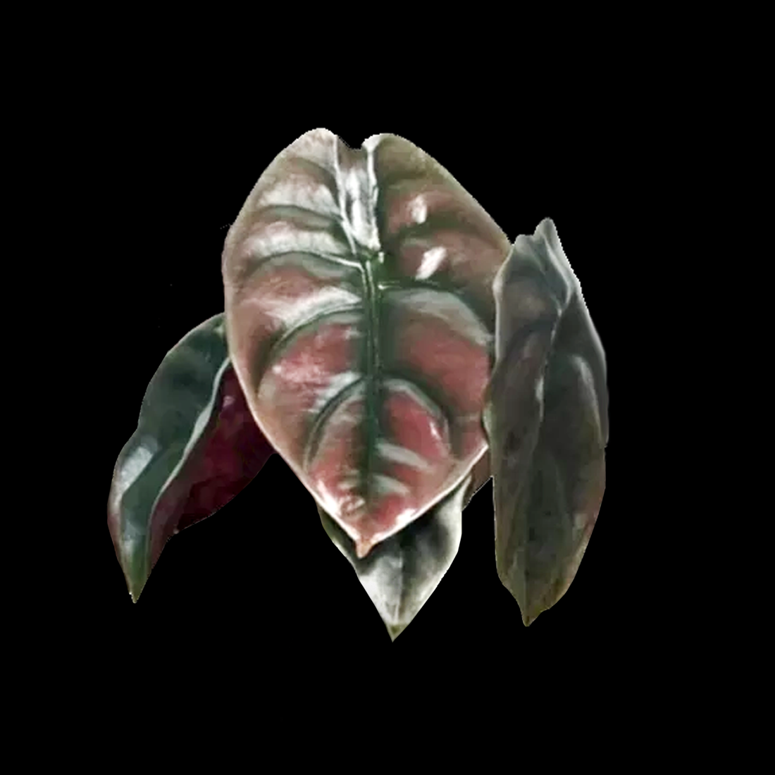 Alocasia cuprea 'Red Secret' (WA Prohibited)