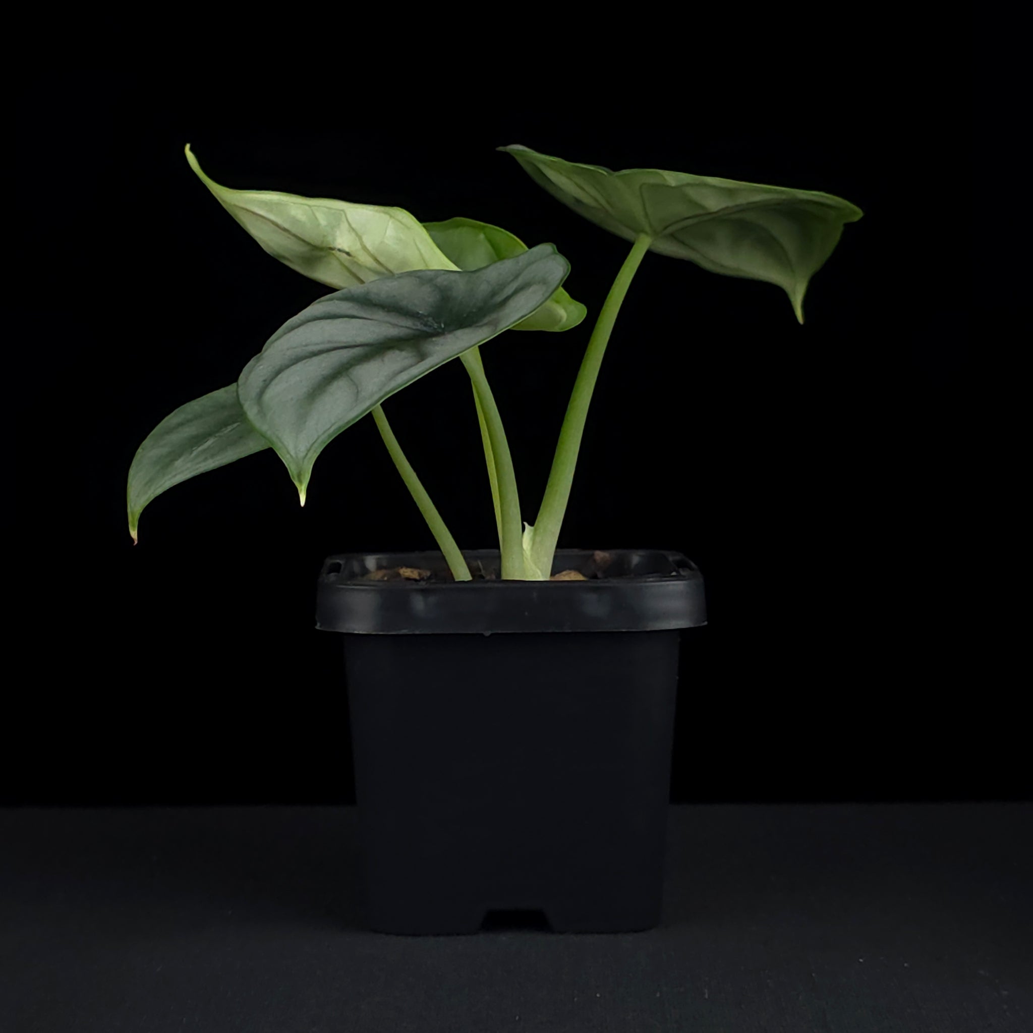 Alocasia baginda 'Silver Dragon' (WA Prohibited)