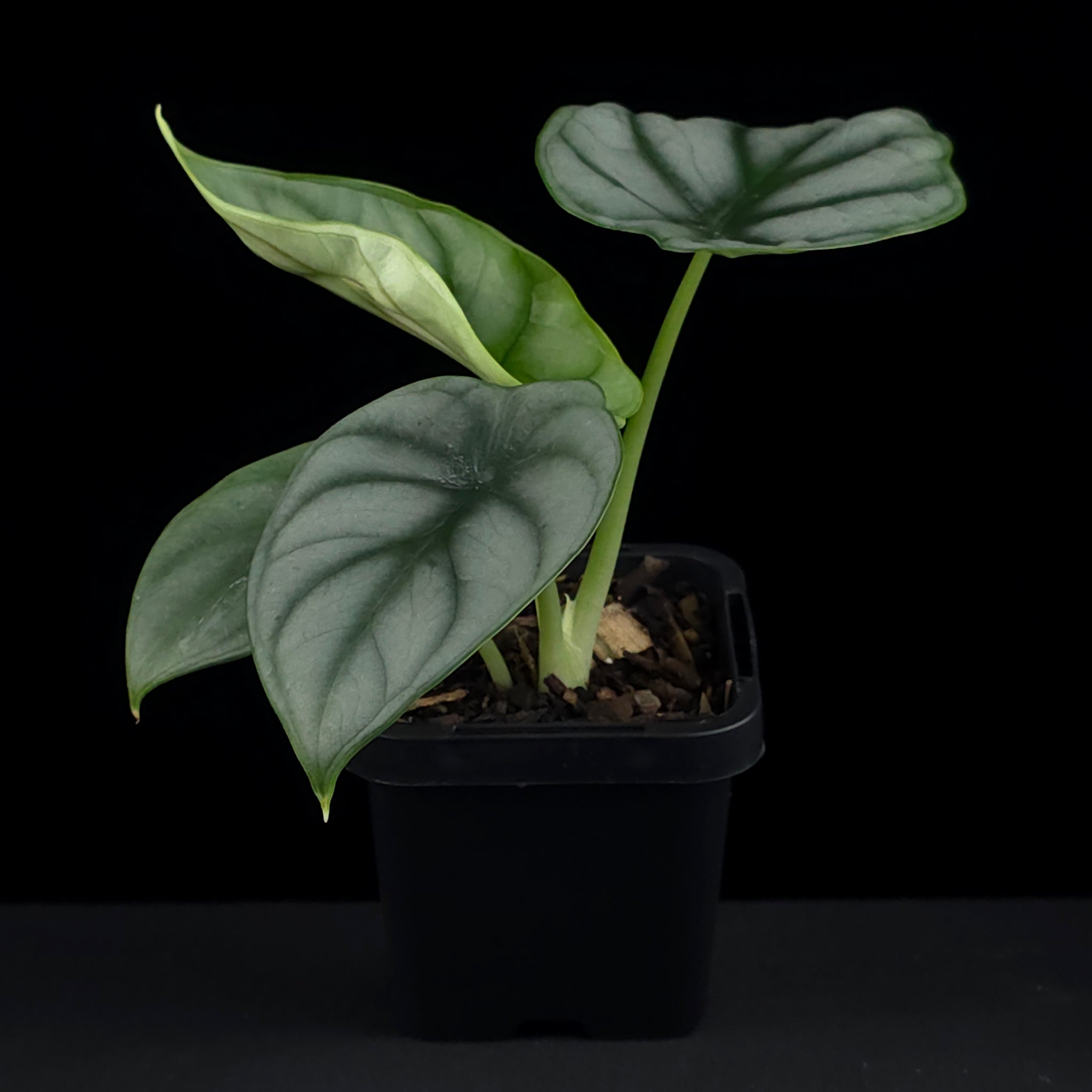 Alocasia baginda 'Silver Dragon' (WA Prohibited)