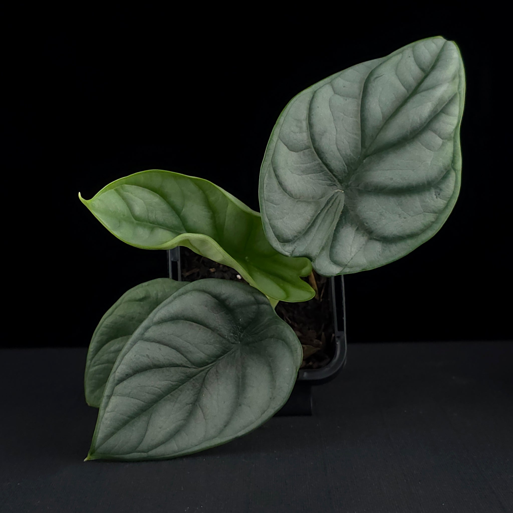 Alocasia baginda 'Silver Dragon' (WA Prohibited)