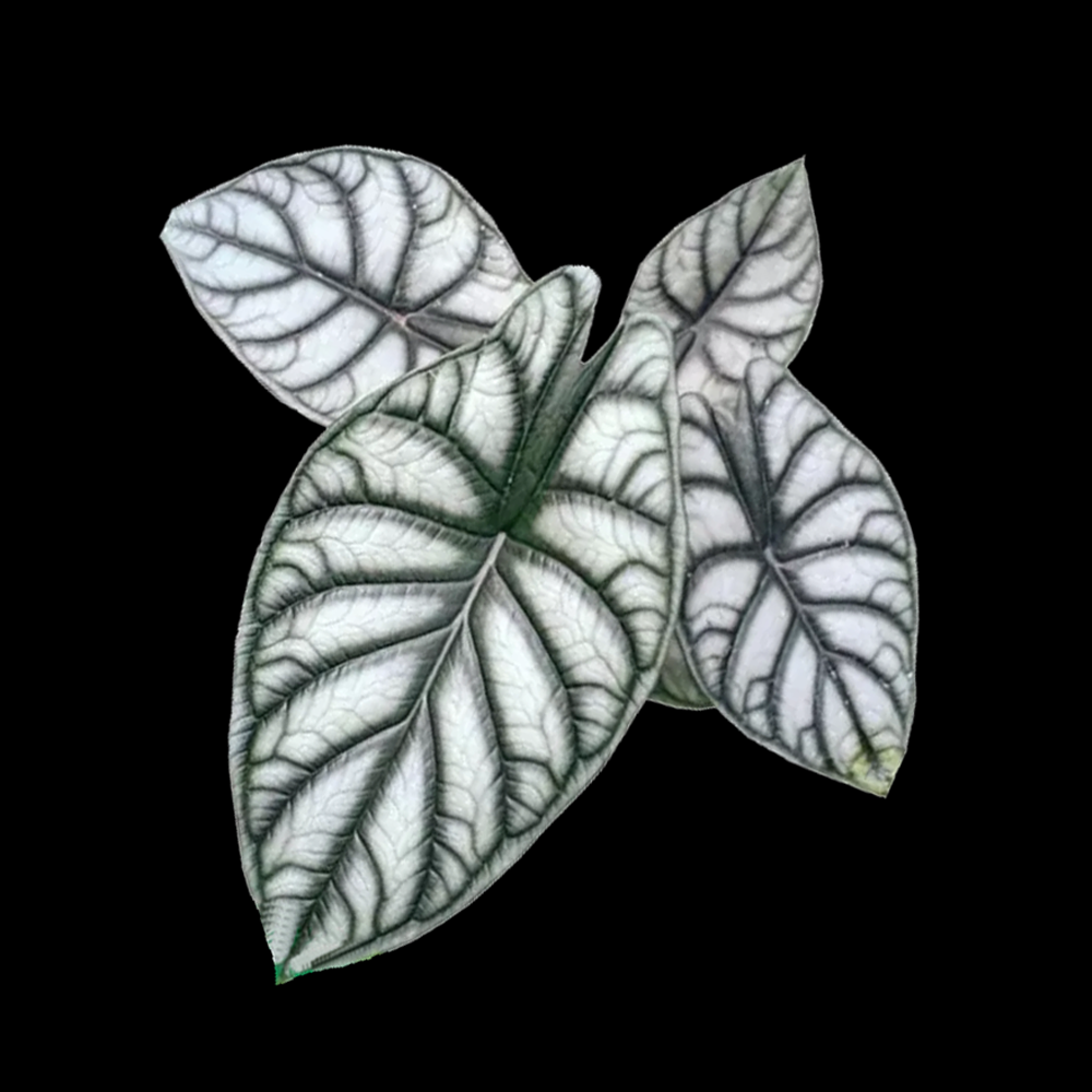 Alocasia baginda 'Silver Dragon' (WA Prohibited)