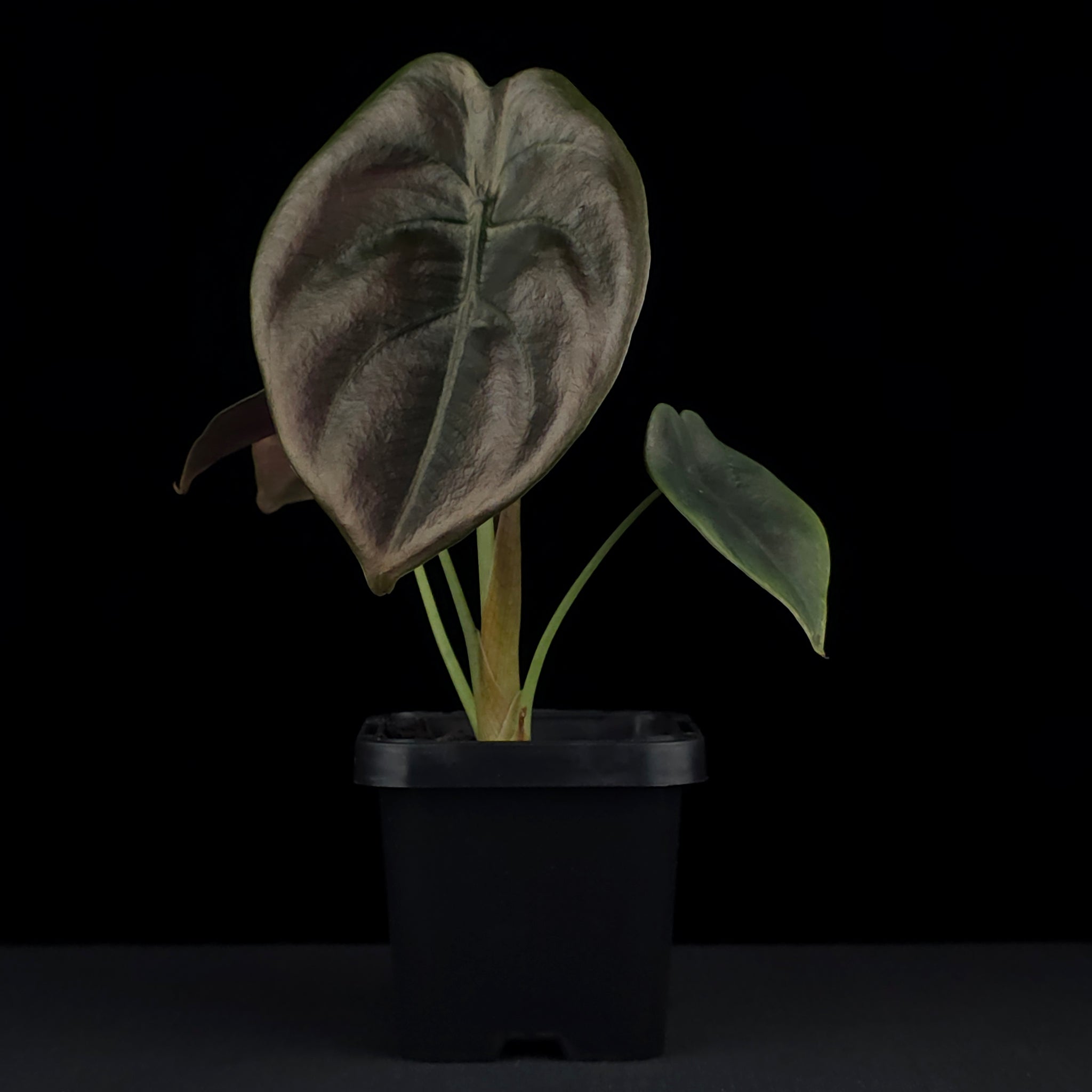 Alocasia cuprea 'Red Secret' (WA Prohibited)