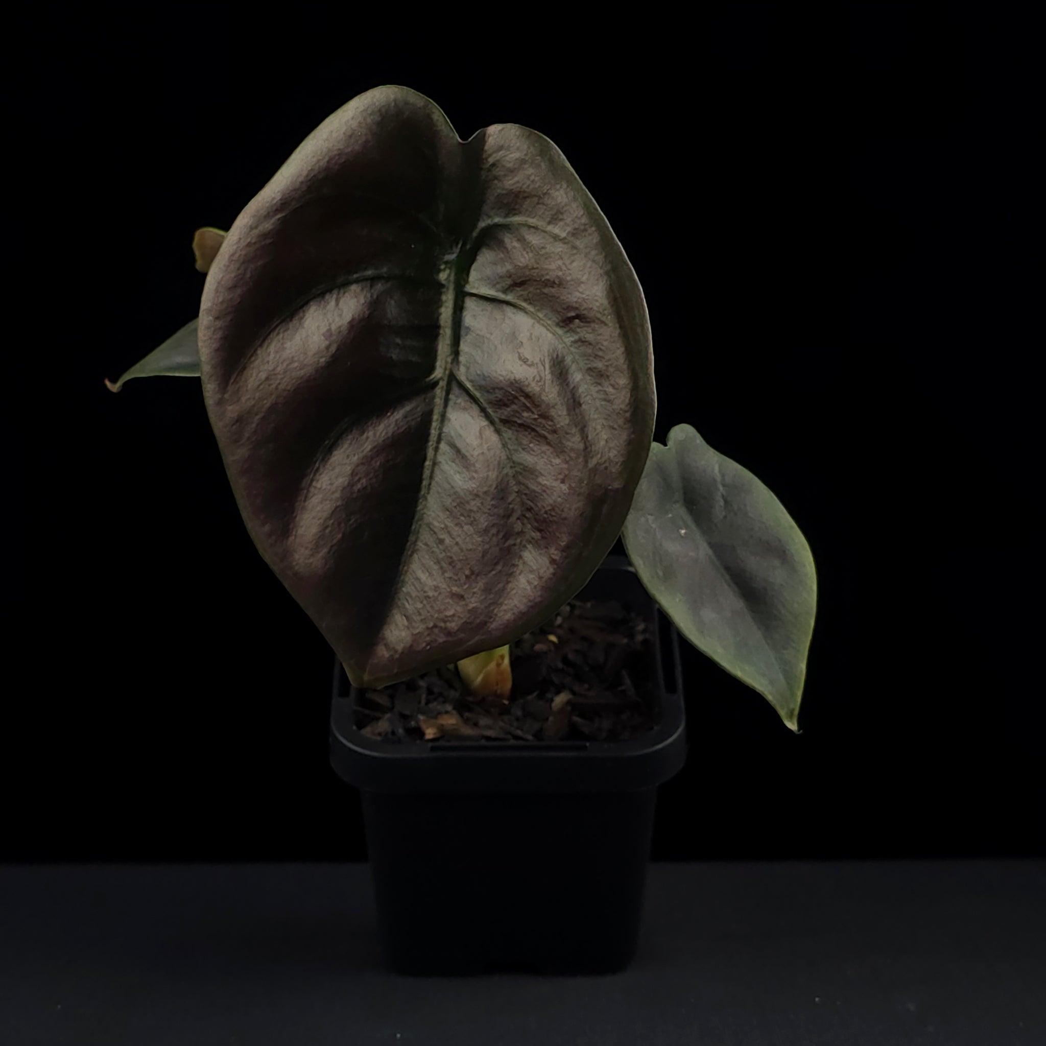 Alocasia cuprea 'Red Secret' (WA Prohibited)