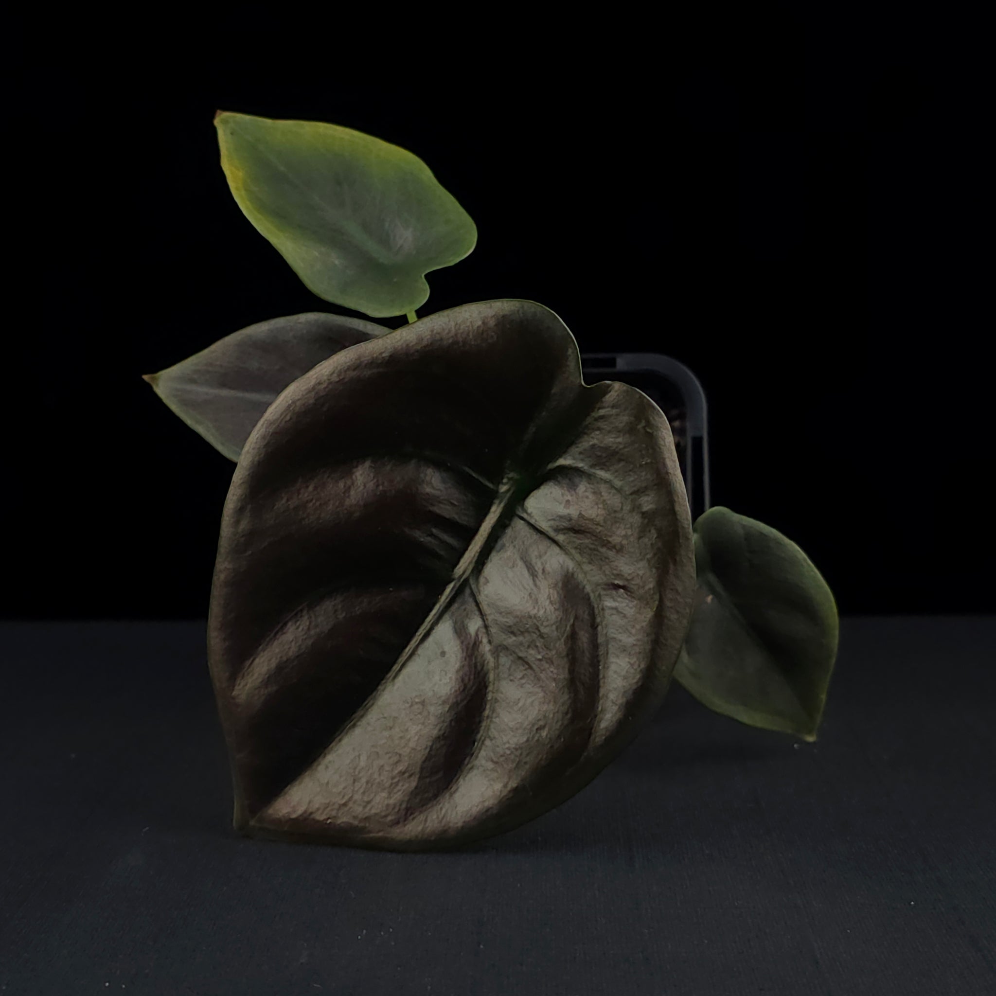 Alocasia cuprea 'Red Secret' (WA Prohibited)