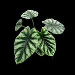 Alocasia sinuata (WA Prohibited)