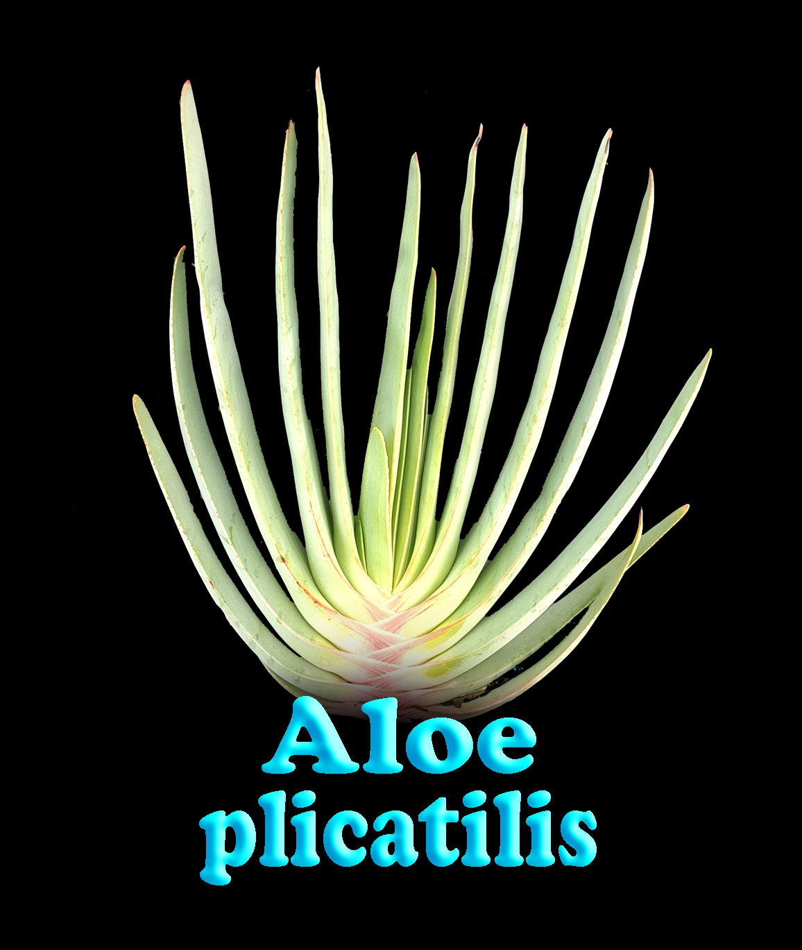 Aloe plicatilis 'Fan Aloe'