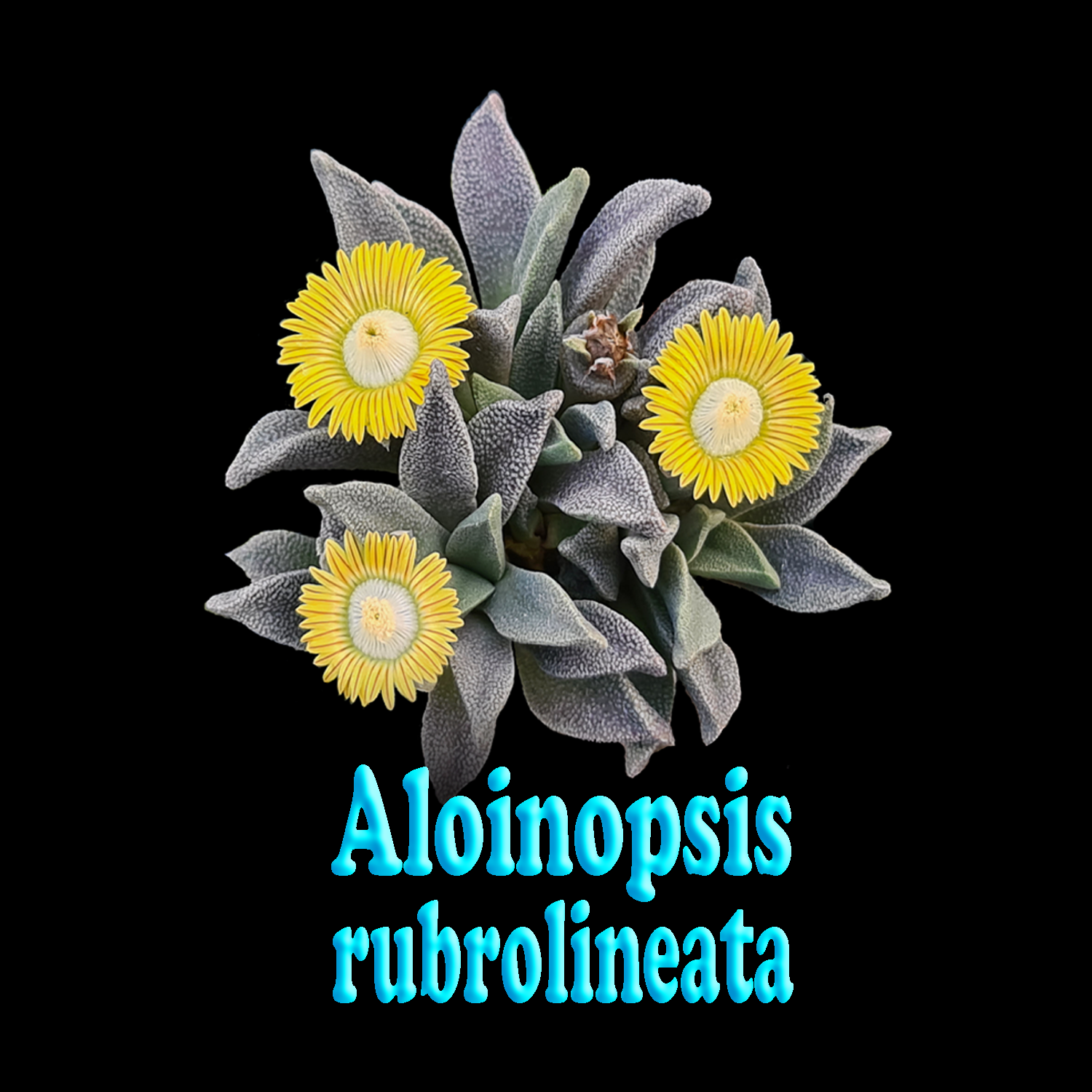 Aloinopsis rubrolineata