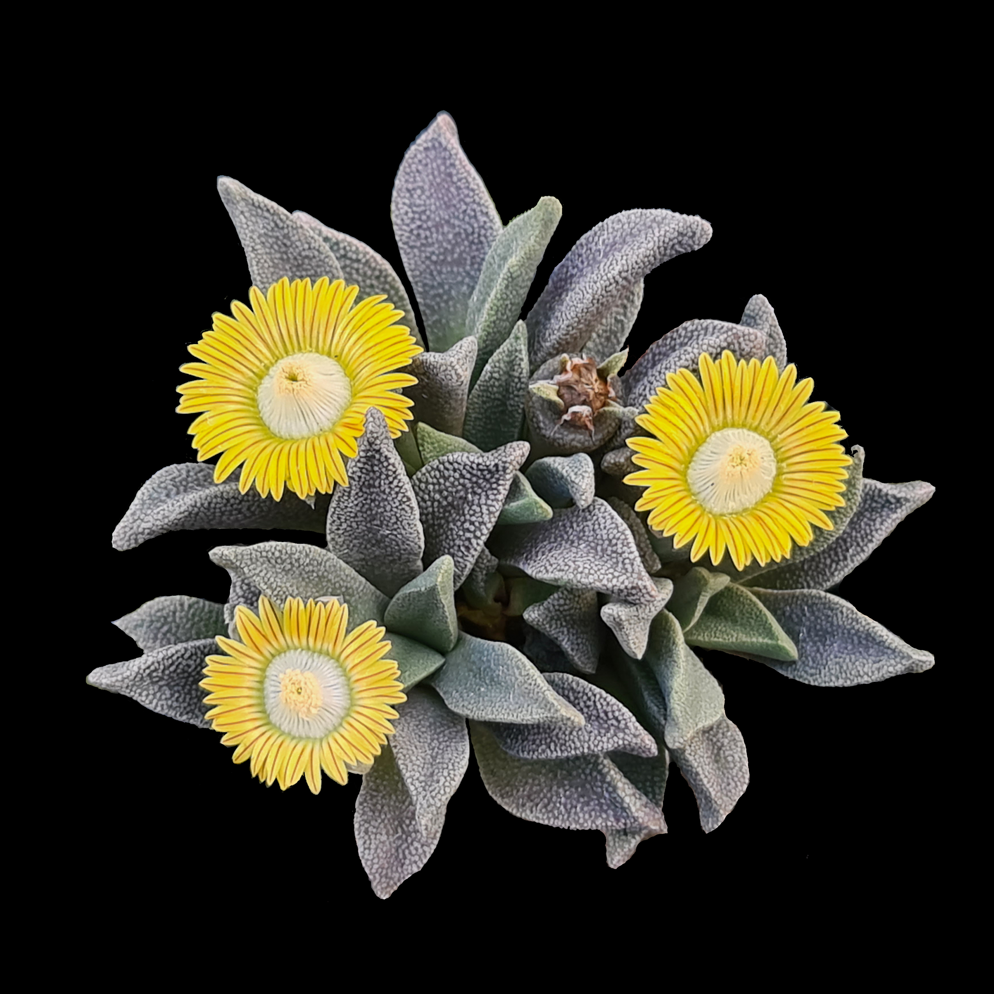 Aloinopsis rubrolineata