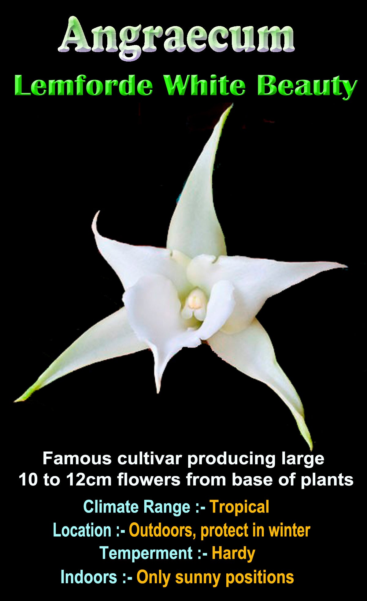 Angraecum Lemforde White Beauty AM/AOS