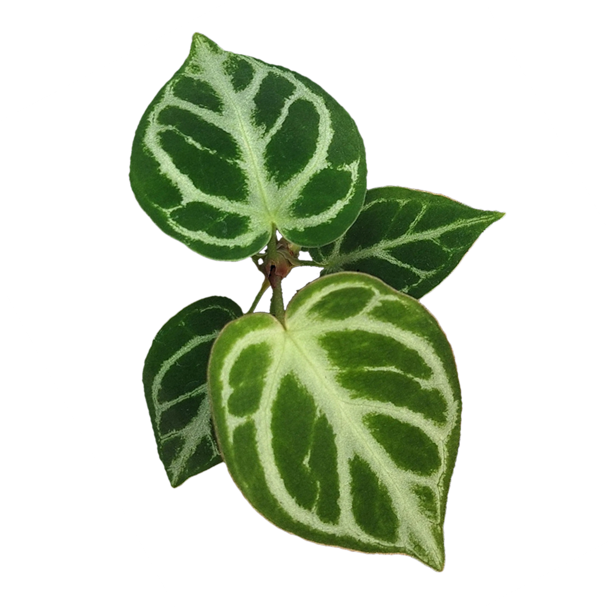 Anthurium crystallinum 'Dorayaki'