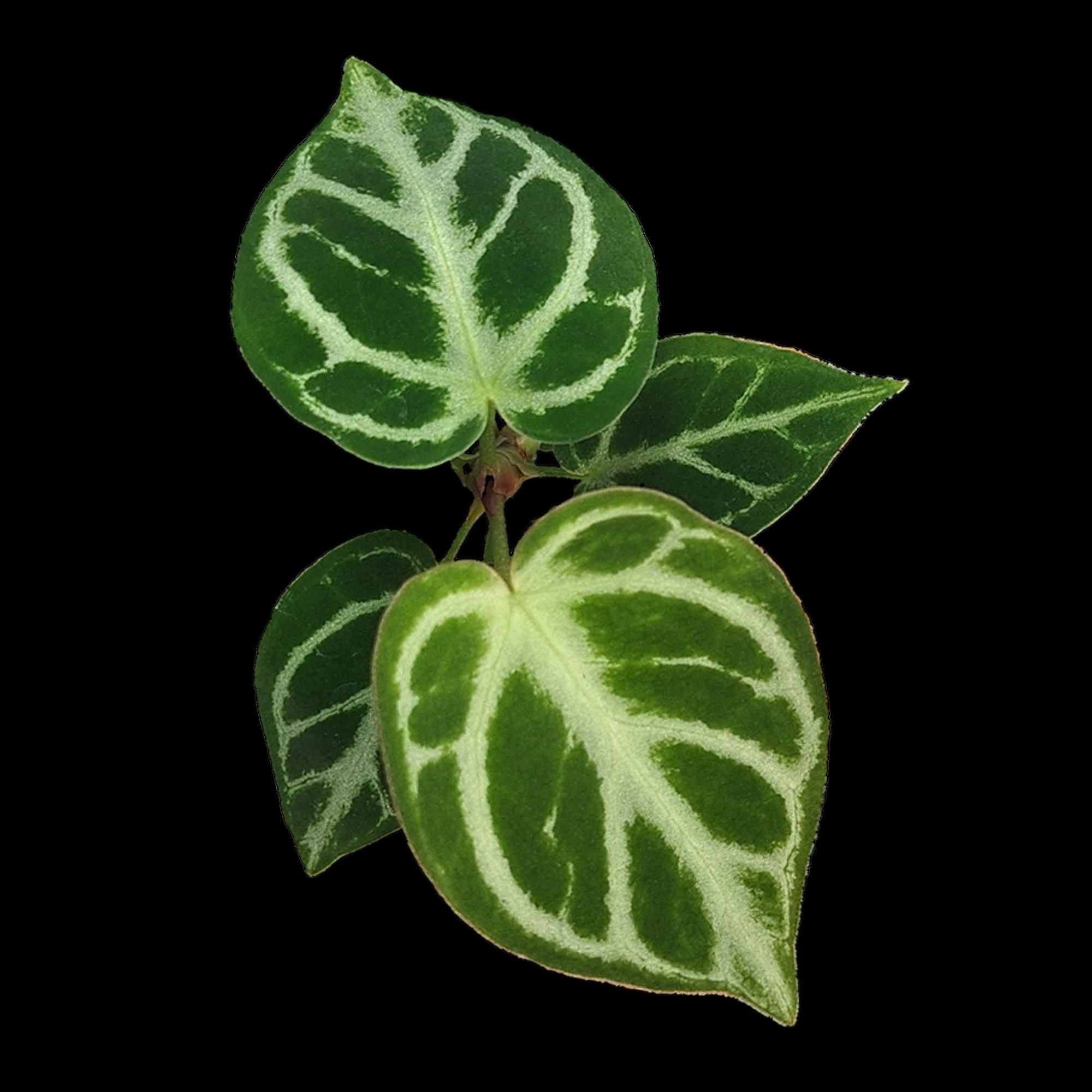 Anthurium crystallinum 'Dorayaki'