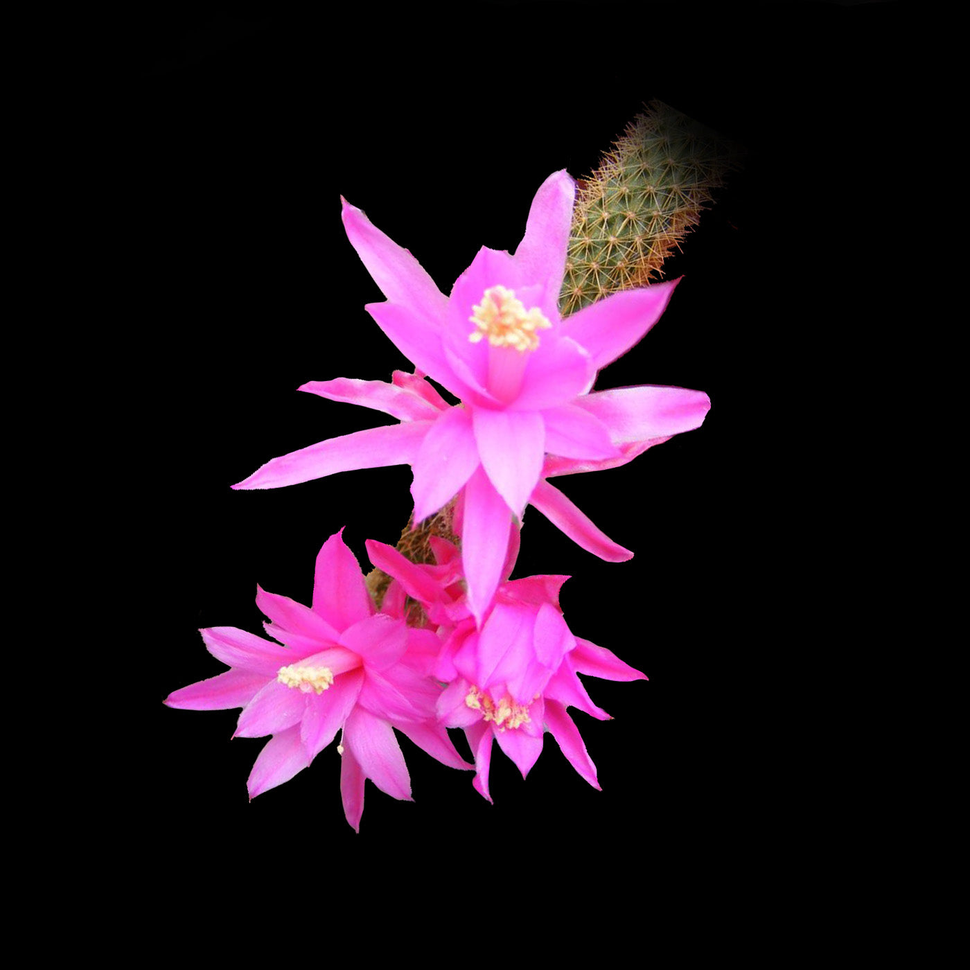 Aporocactus flagelliformis (syn. Disocactus) - Rat Tail Cactus - Mistletoe Cactus