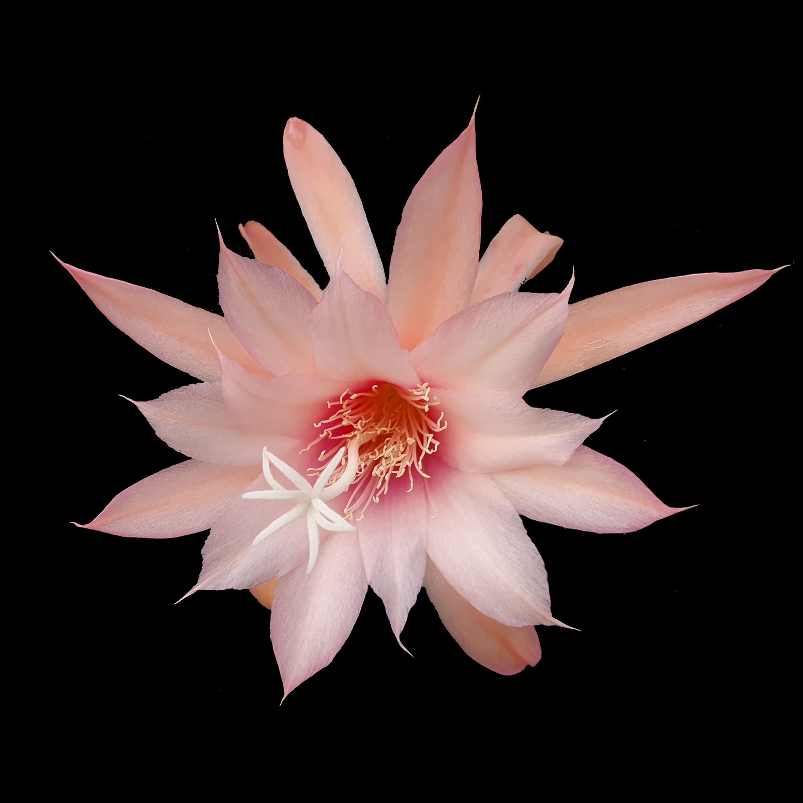Aporophyllum 'Caroline' - Mistletoe Cactus