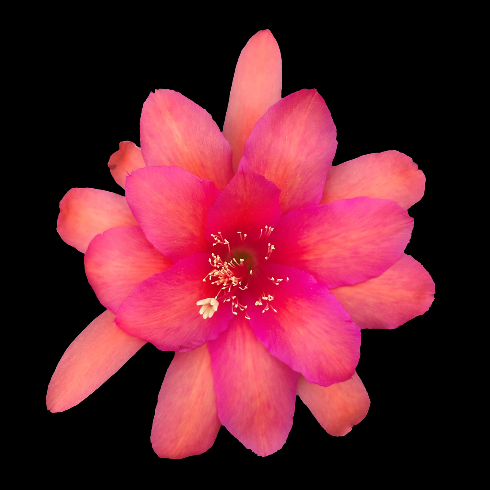 Aporophyllum 'Edna Bellamy'