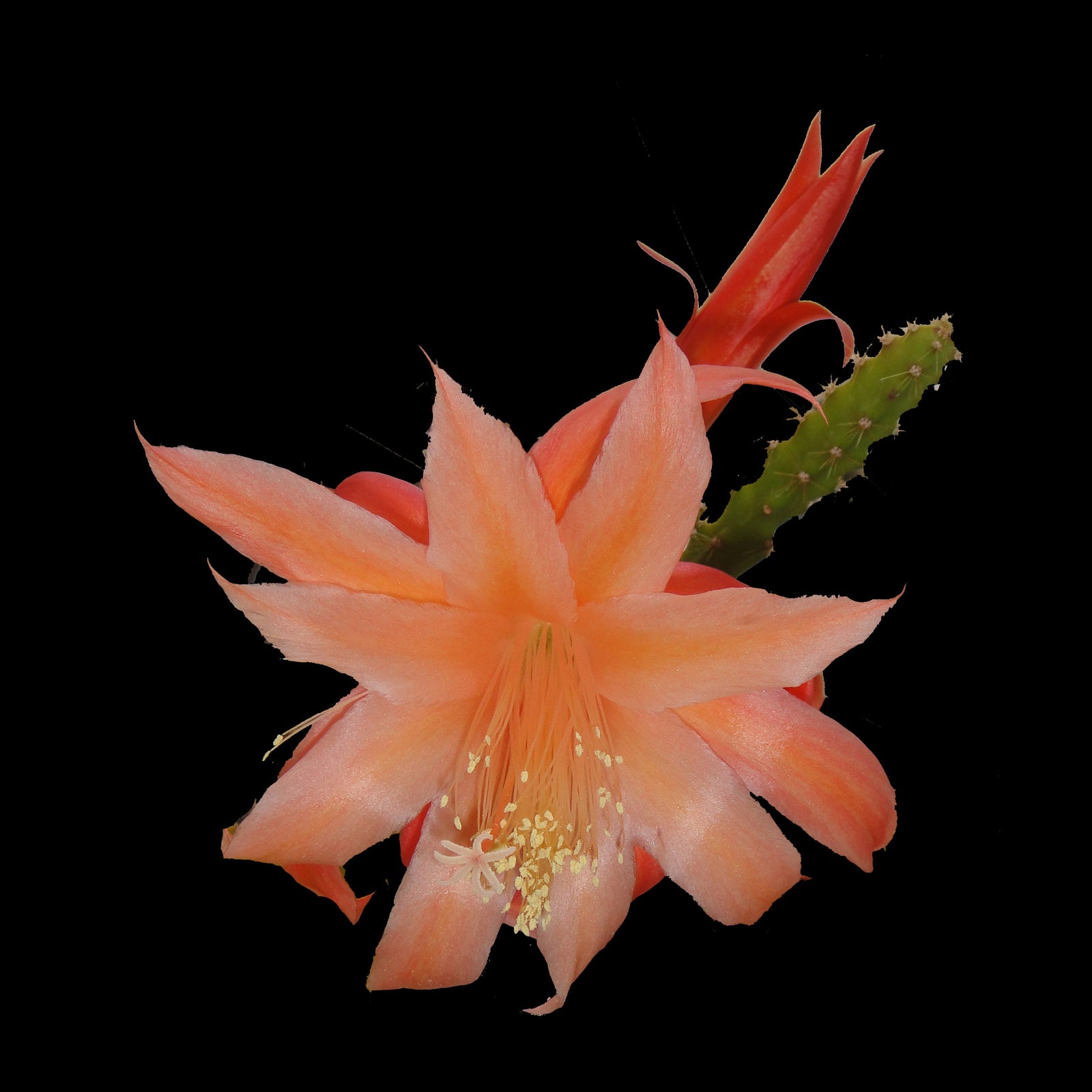 Aporophyllum 'Karen' - Mistletoe Cactus