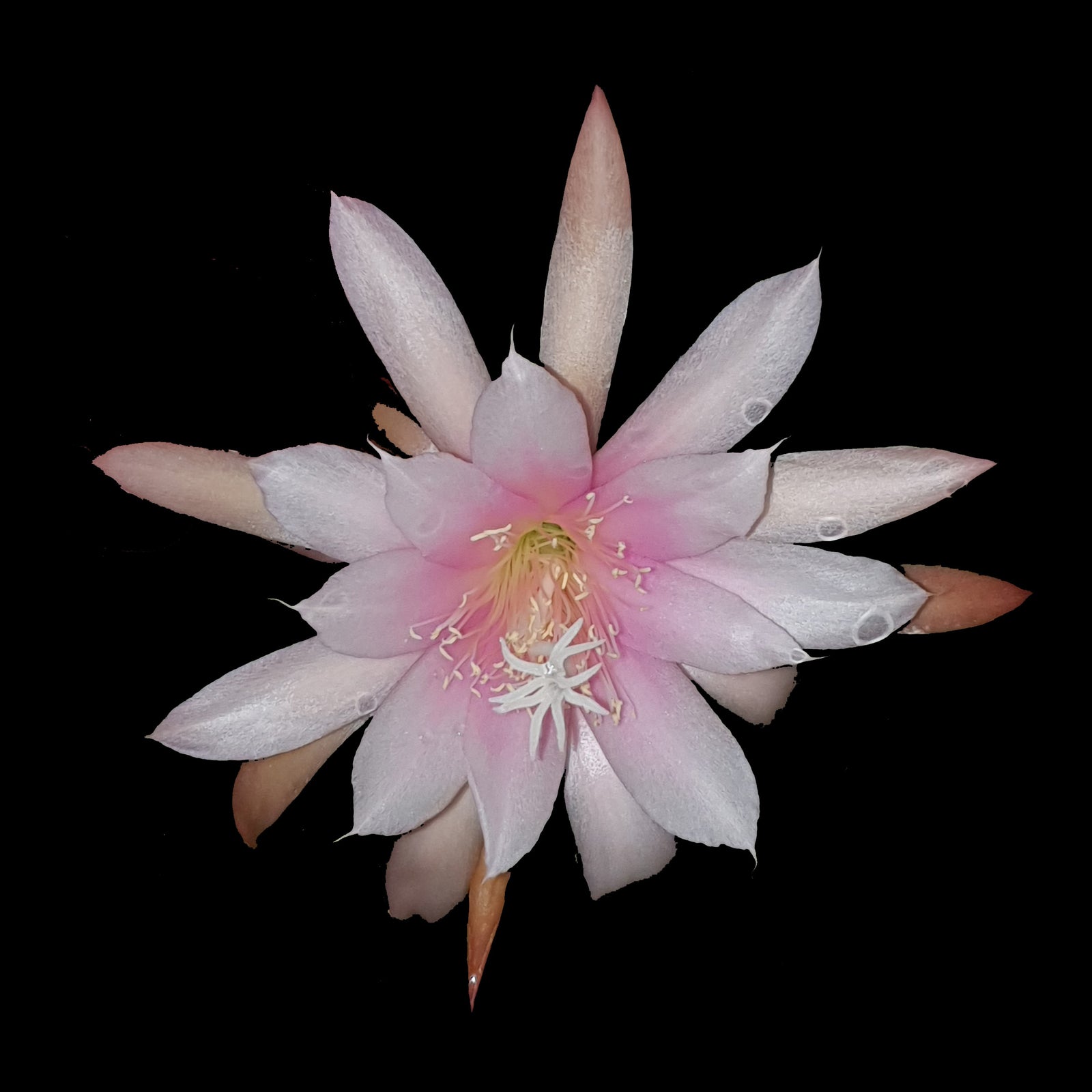 Aporophyllum 'Pink Beauty' -Mistletoe Cactus (WA Prohibited)