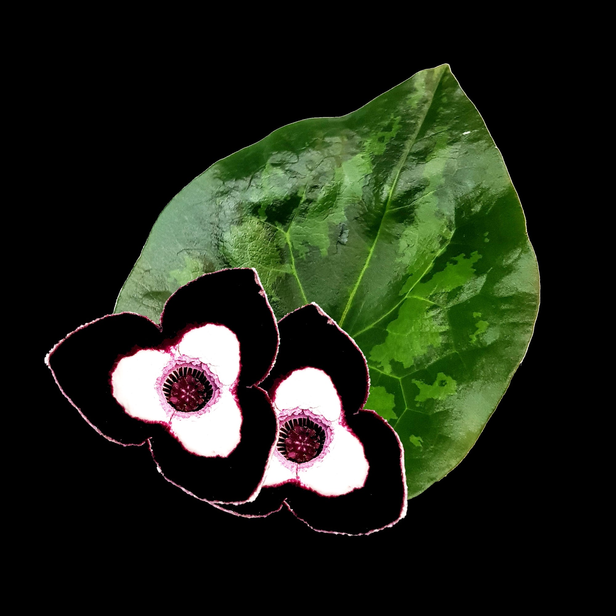 Asarum maximum 'Panda Face Ginger' - The Panda Plant